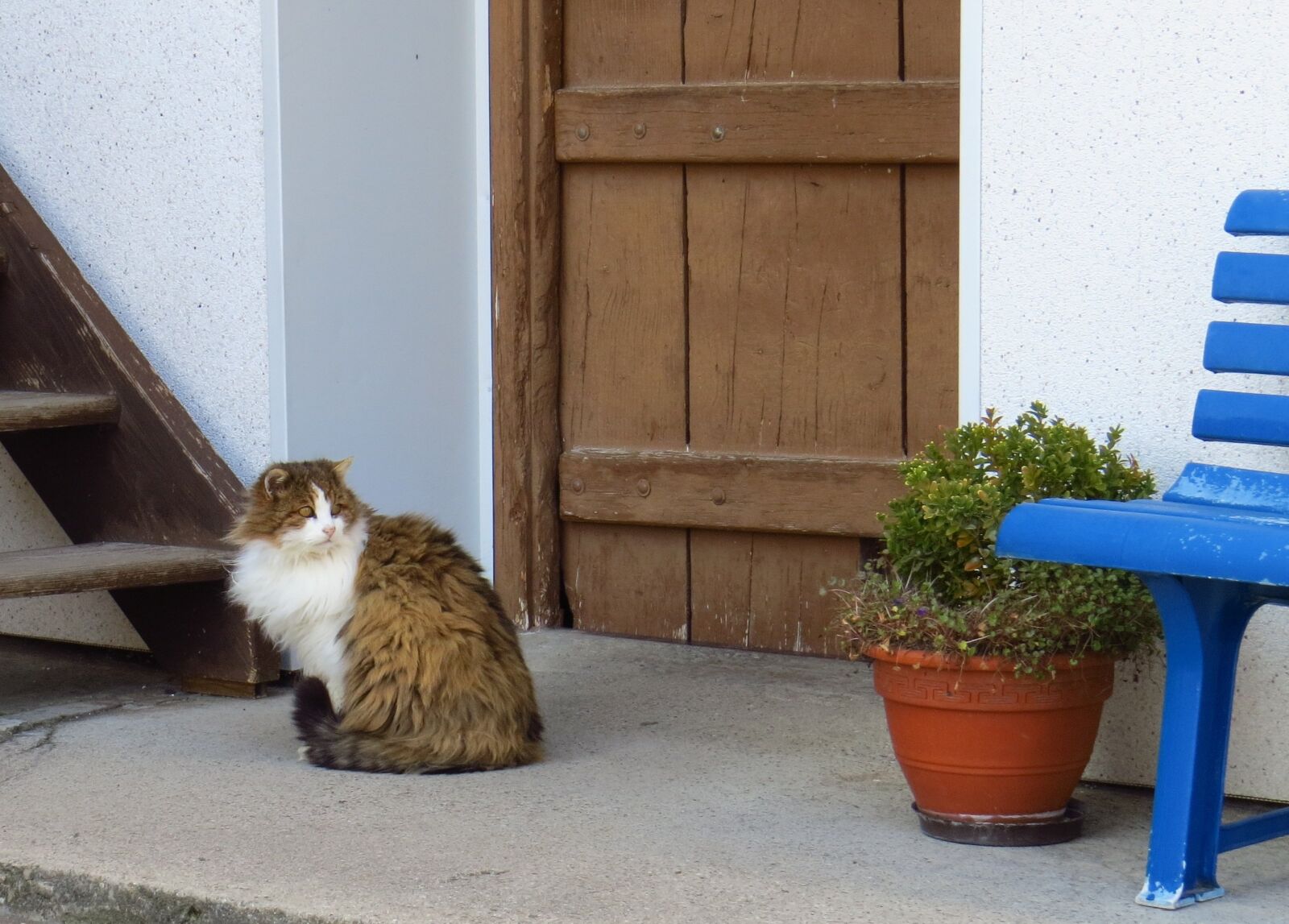 Canon PowerShot SX50 HS sample photo. Cat, pets, homeless photography