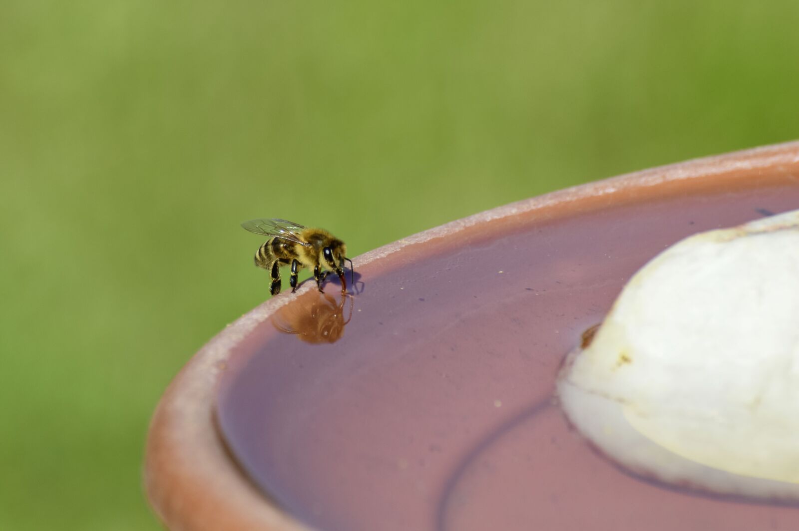 Nikon D3200 sample photo. Bee, honey bee, insect photography