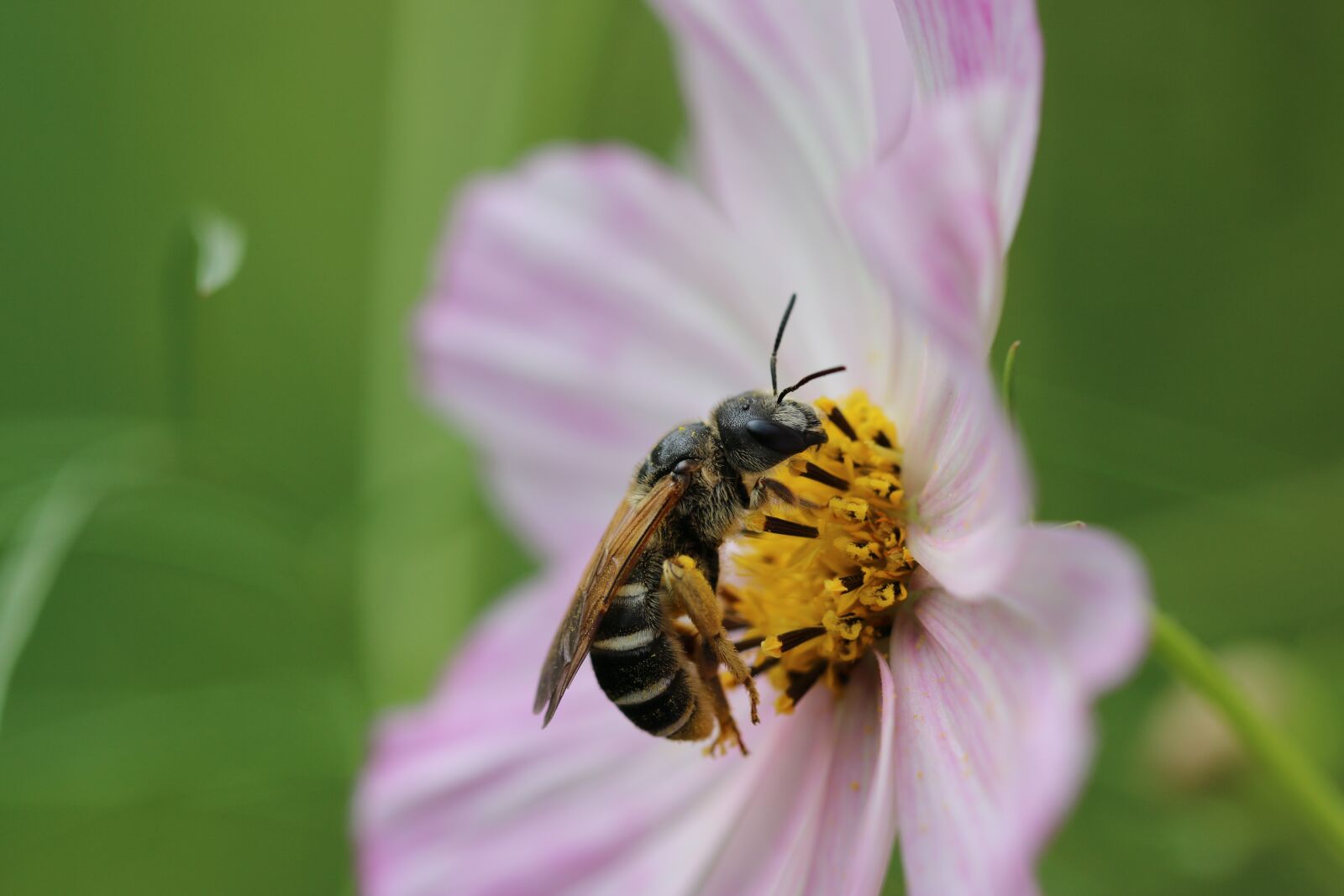 Canon EF 100mm F2.8L Macro IS USM sample photo. Bee, hornet, insect photography