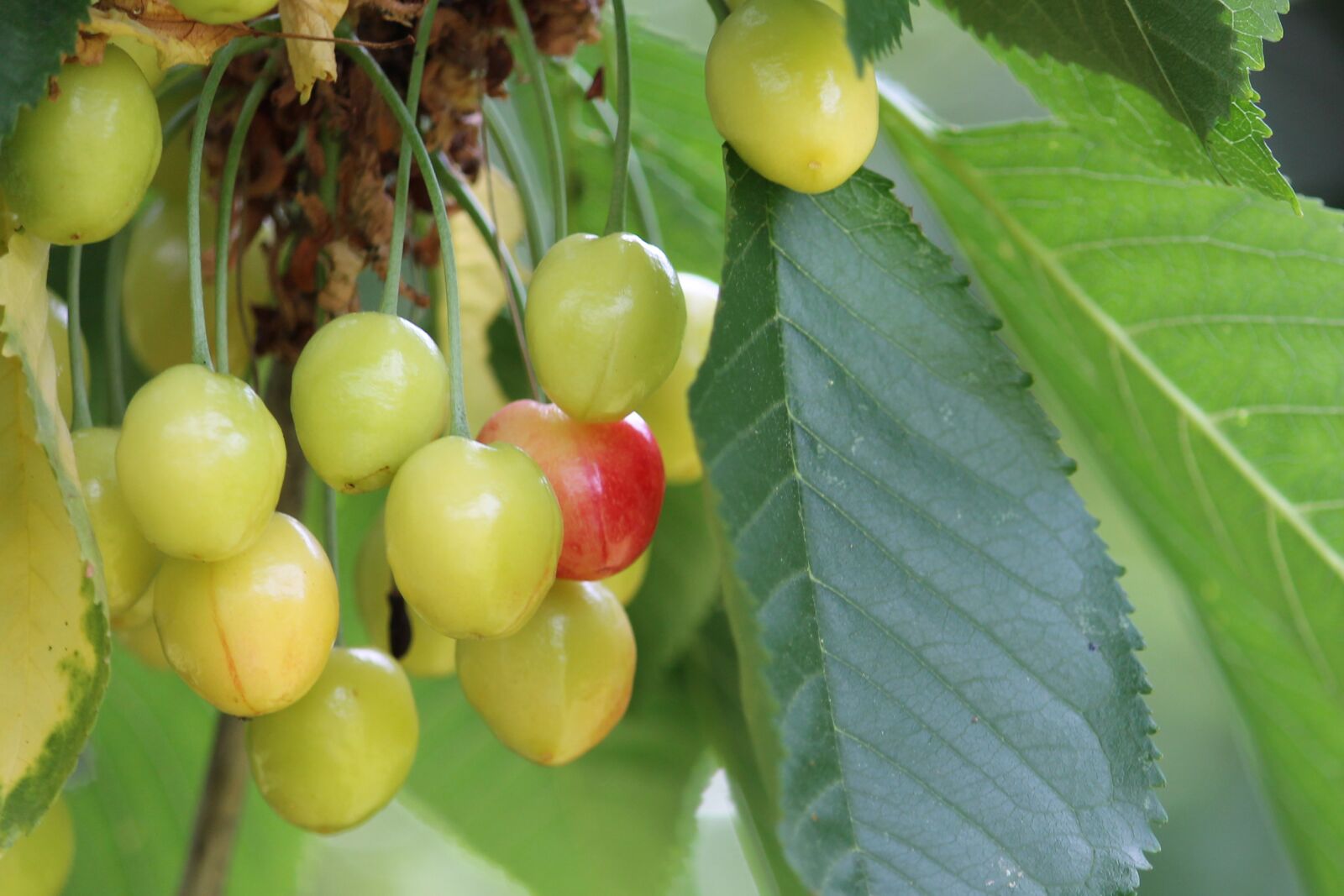 Canon EF-S 55-250mm F4-5.6 IS II sample photo. Cherries, sweet cherries, cherry photography