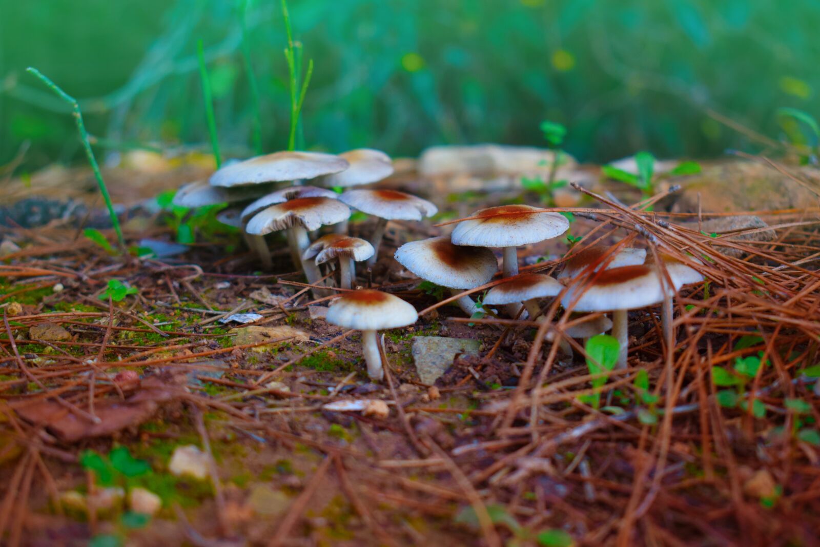 Nikon D3300 sample photo. Natural mushrooms, nature, forest photography
