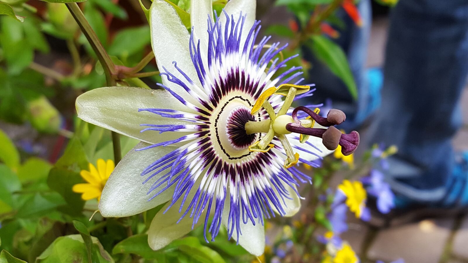 Samsung Galaxy S6 sample photo. Passiflora, bloom, purple photography