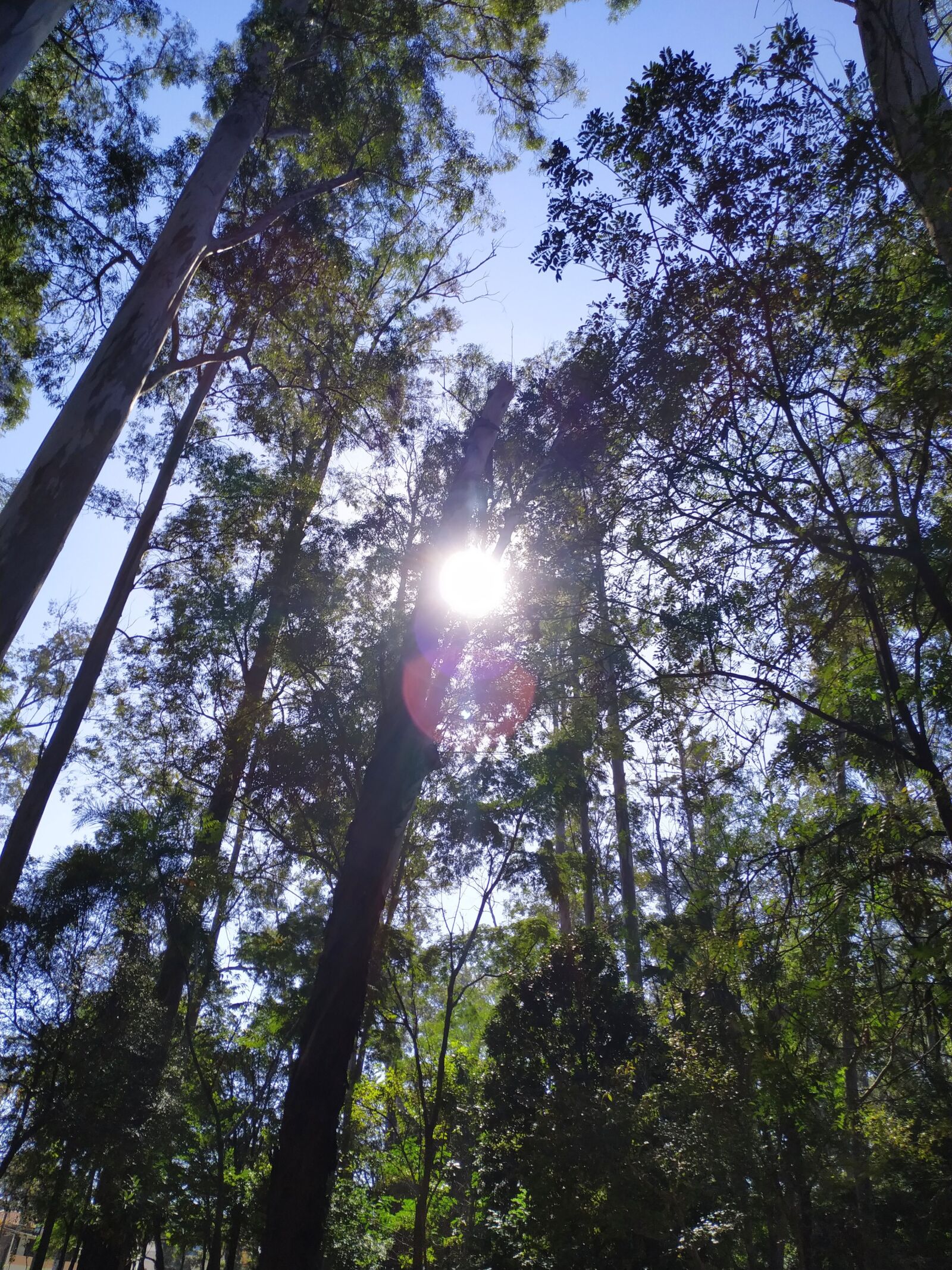 Xiaomi MI 8 Lite sample photo. Tree, sun, nature photography
