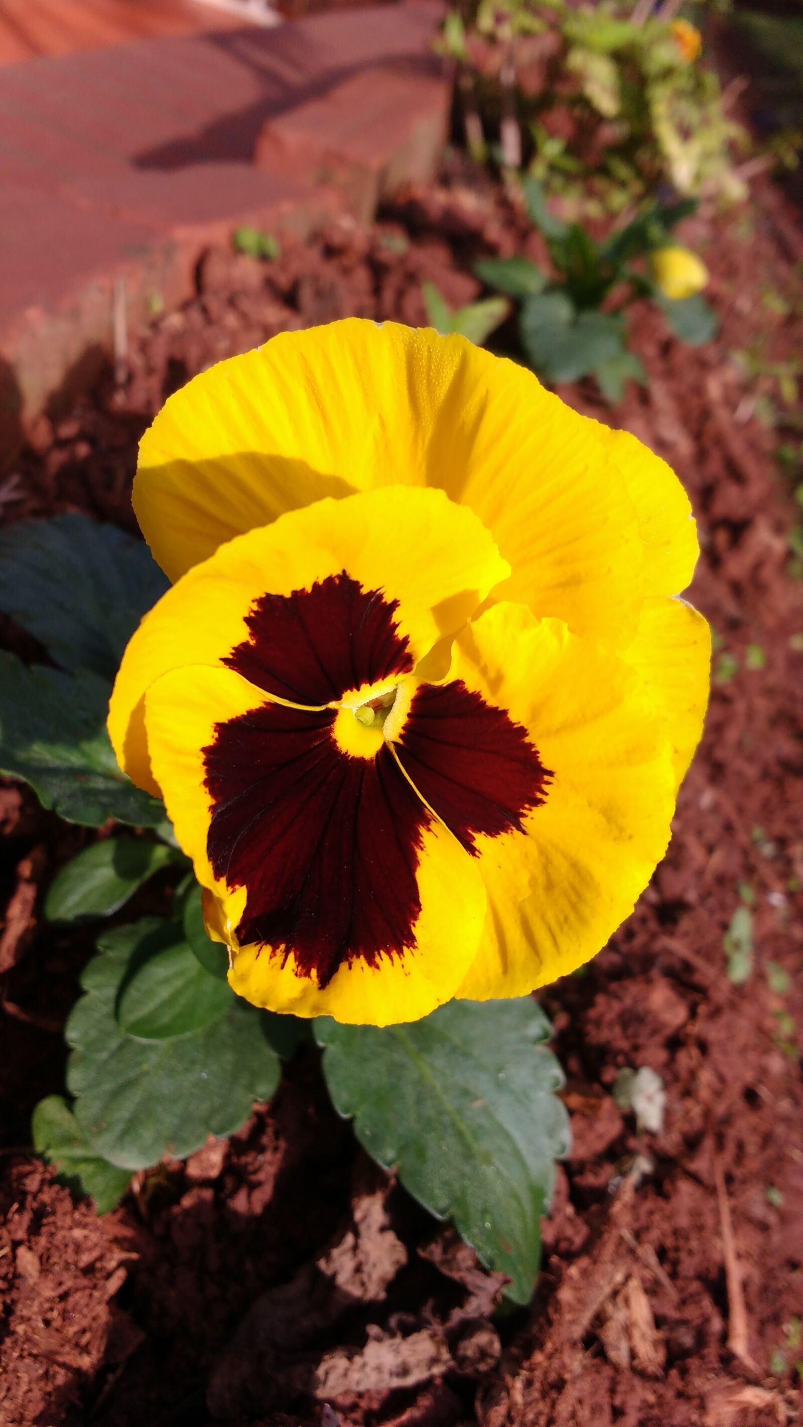Motorola MotoG3 sample photo. Flower, garden, house photography