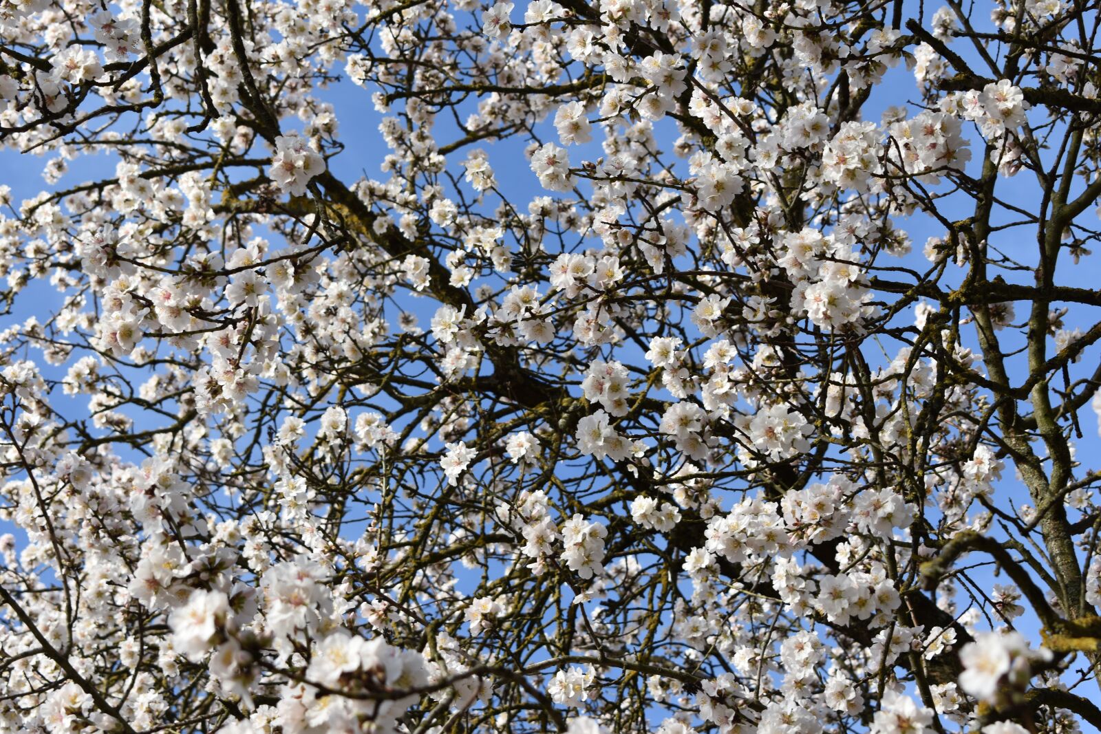 Nikon D3400 sample photo. Almond trees, almond tree photography