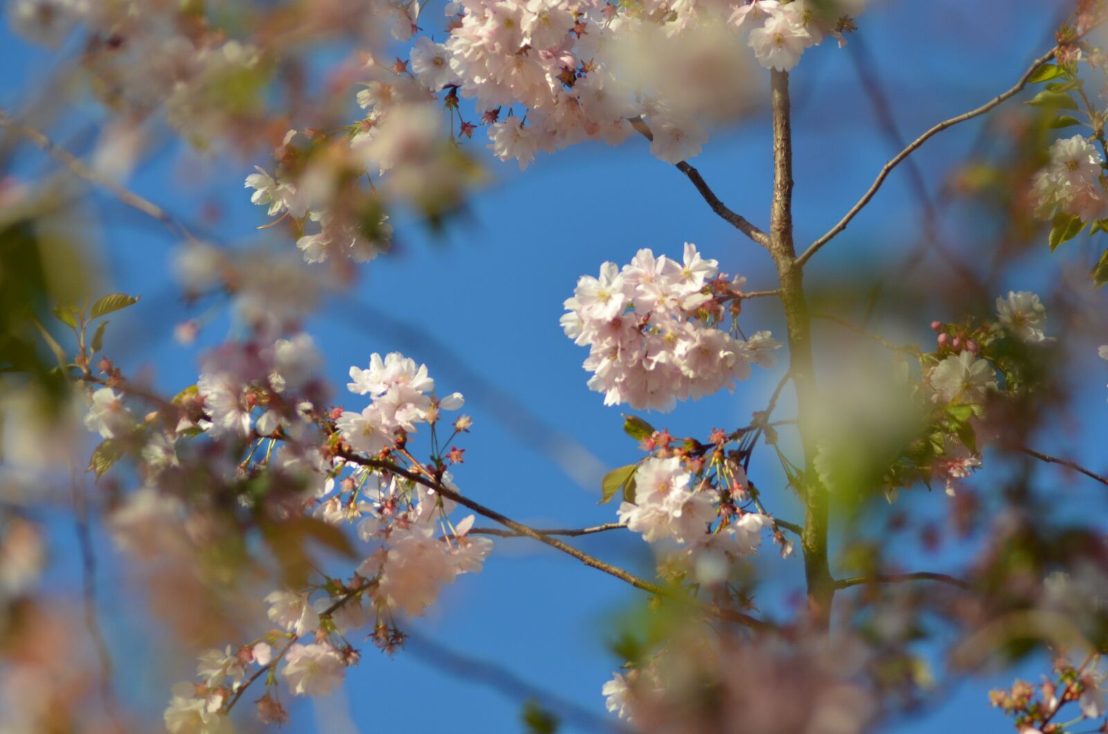 Nikon D7000 sample photo. Spring, cherry, tree photography