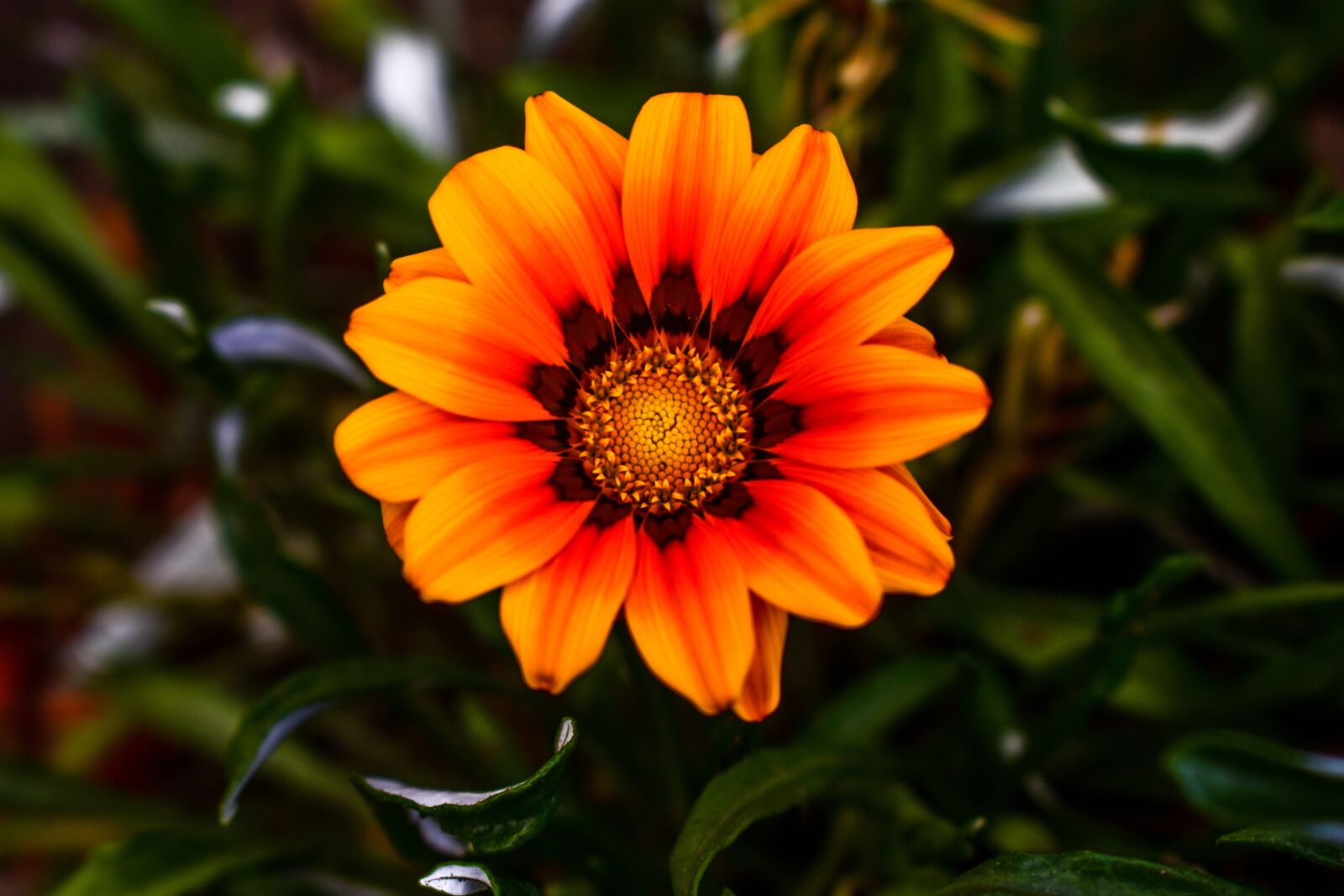 Nikon D3400 sample photo. Flower, nature, plant photography
