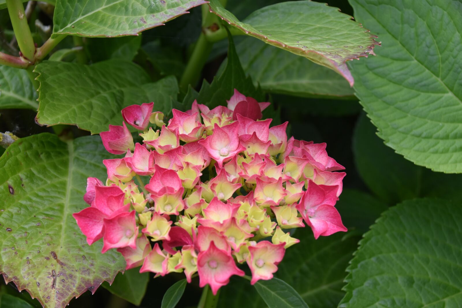 Nikon D5600 sample photo. Flower, flower hydrangea, plant photography