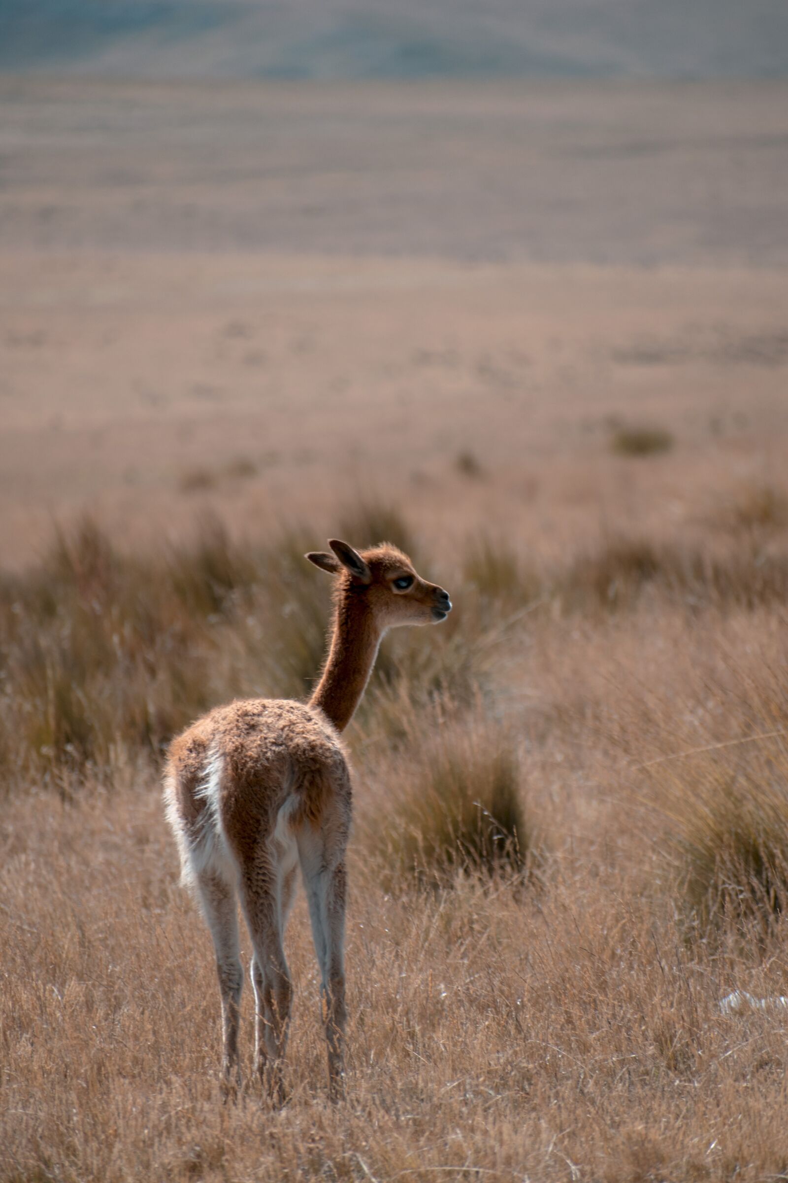 Nikon D3300 sample photo. Vicuña, animal, animals photography