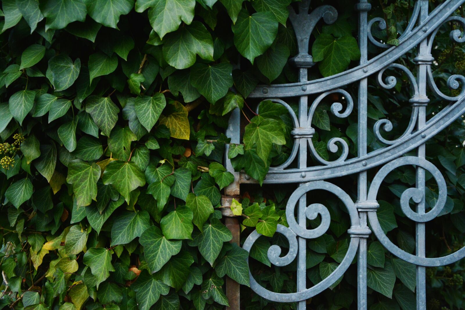 Nikon D5200 sample photo. Fence, wrought iron, metal photography