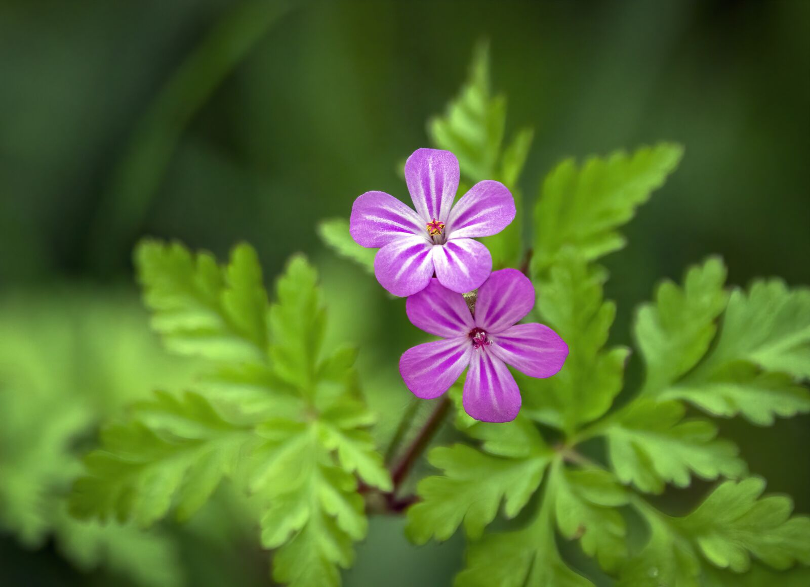 Sigma 100-400mm F5-6.3 DG OS HSM sample photo. Herb-robert, wildflower, flora photography