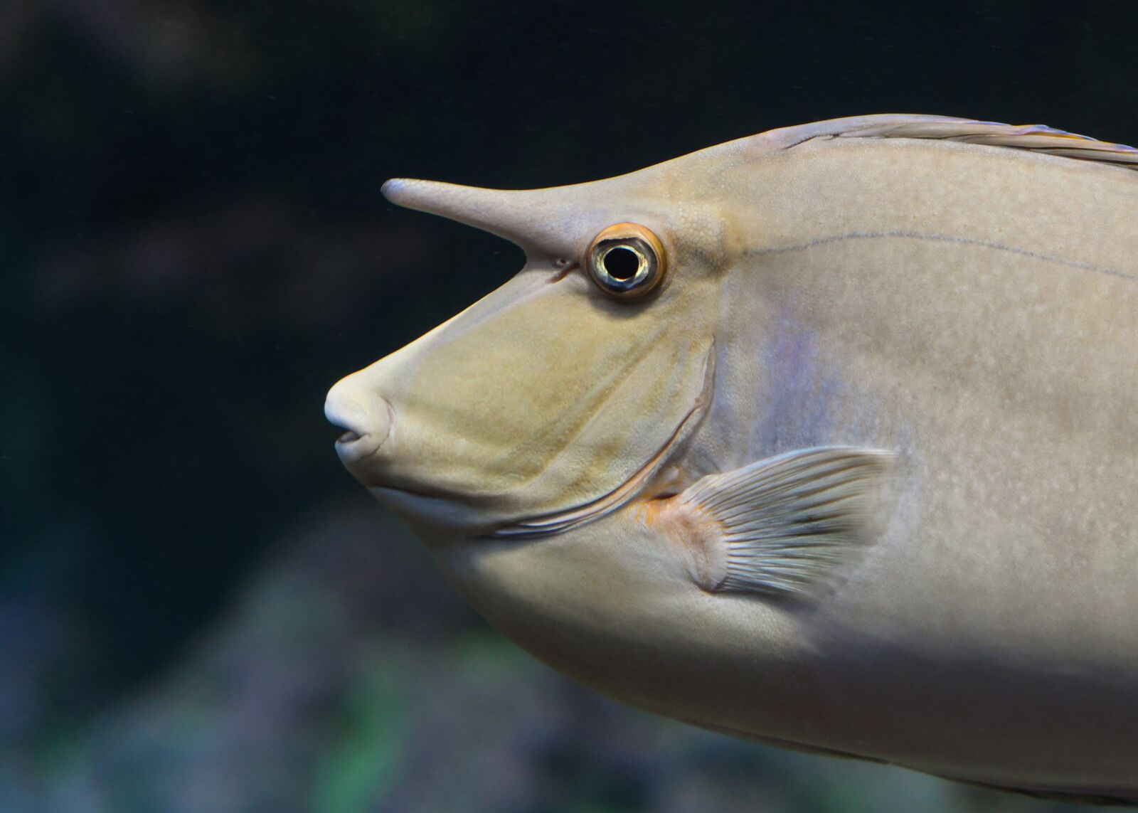 Nikon D500 sample photo. Fish, horn, aquarium photography