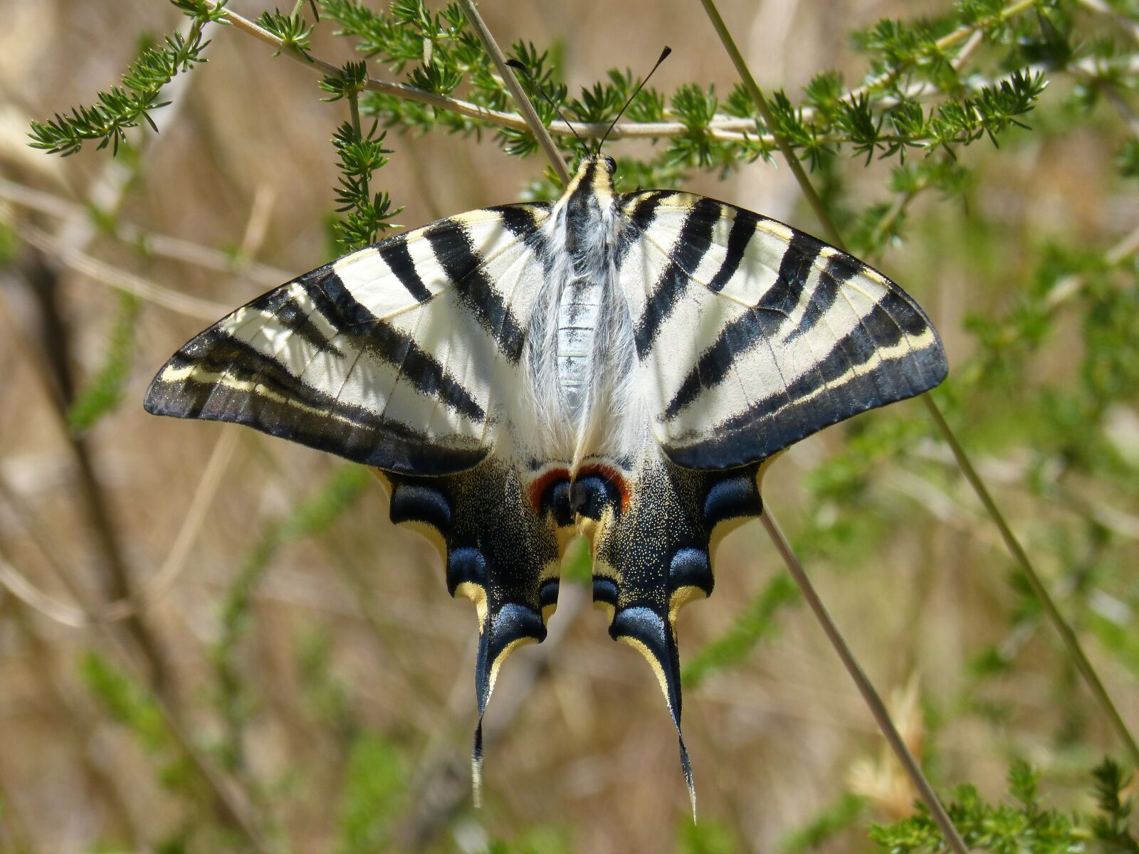Panasonic DMC-FZ62 sample photo. Butterfly queen, papilio machaon photography