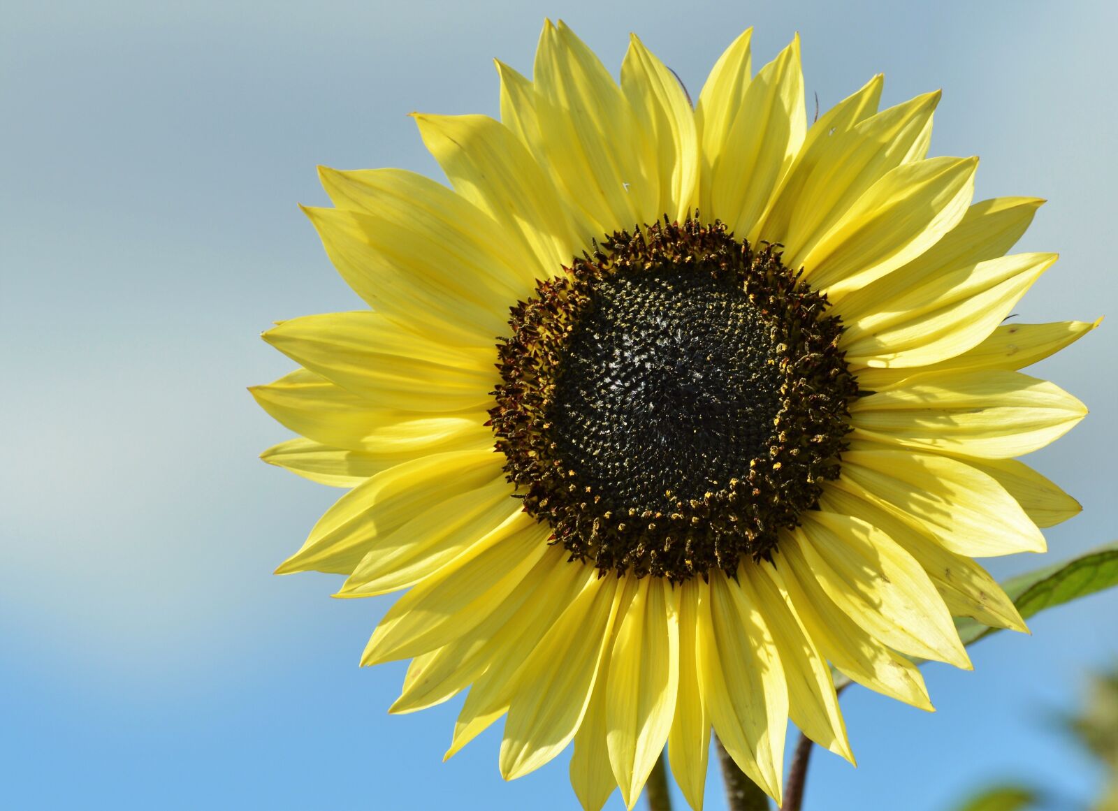 Nikon D3200 sample photo. Sunflower, flower, bloom photography