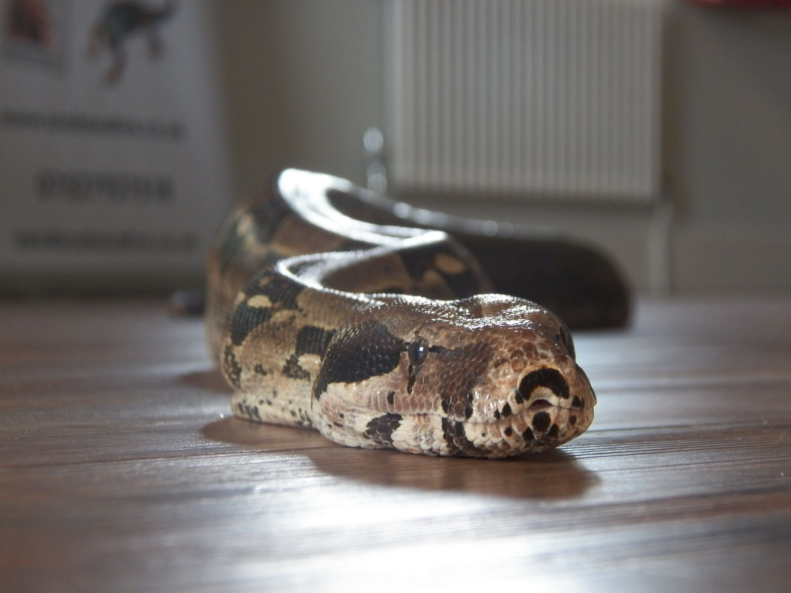 Kodak EasyShare Z990 (EasyShare Max) sample photo. Snake, tame, reptile photography