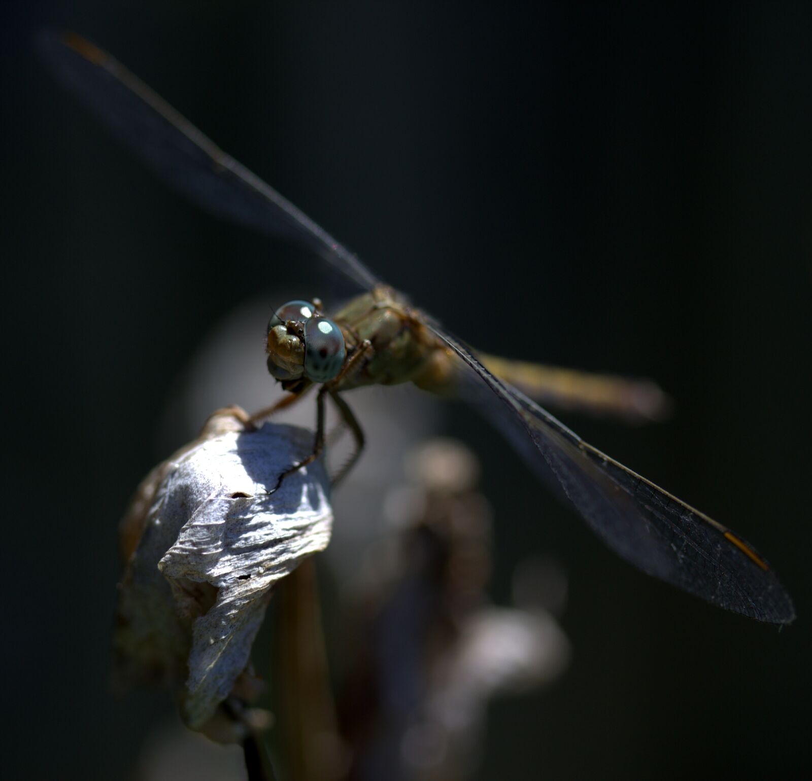 Canon EF-S 60mm F2.8 Macro USM sample photo. Dragonfly, insecta, wings photography
