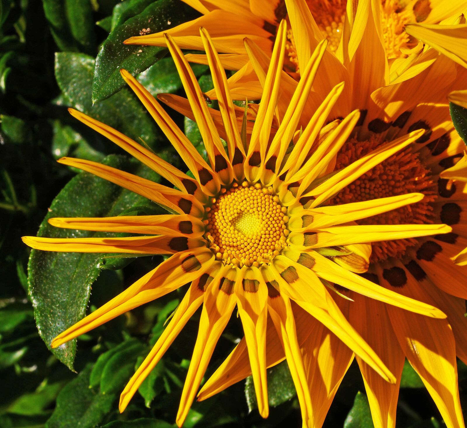 Panasonic Lumix DMC-GH3 sample photo. Ice plant, half open photography
