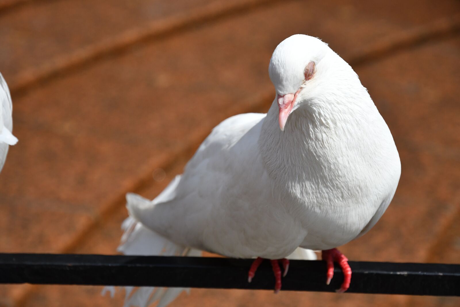 Nikon D7500 sample photo. Bird, pigeon, white photography