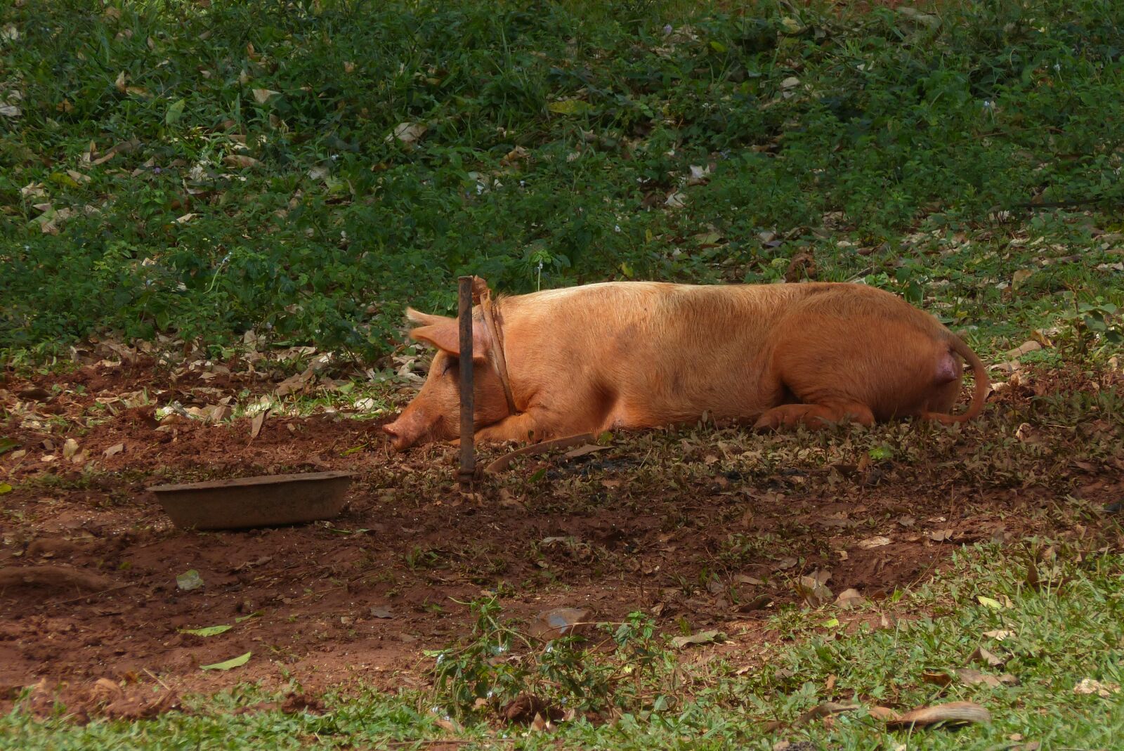 Panasonic Lumix DMC-FZ200 sample photo. Pig, mud, sow photography