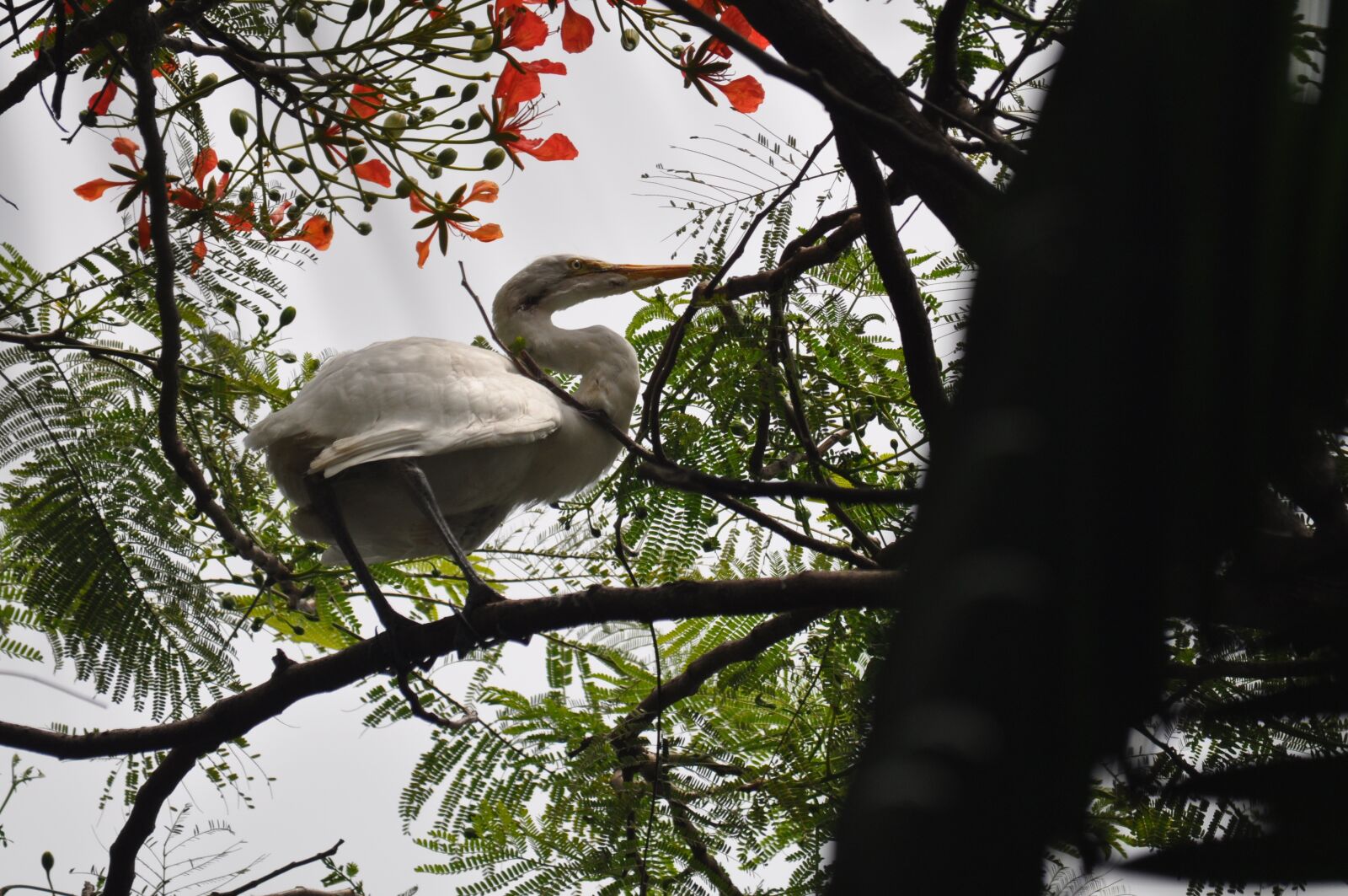 Nikon D5000 sample photo. Bird, animal, plumage photography