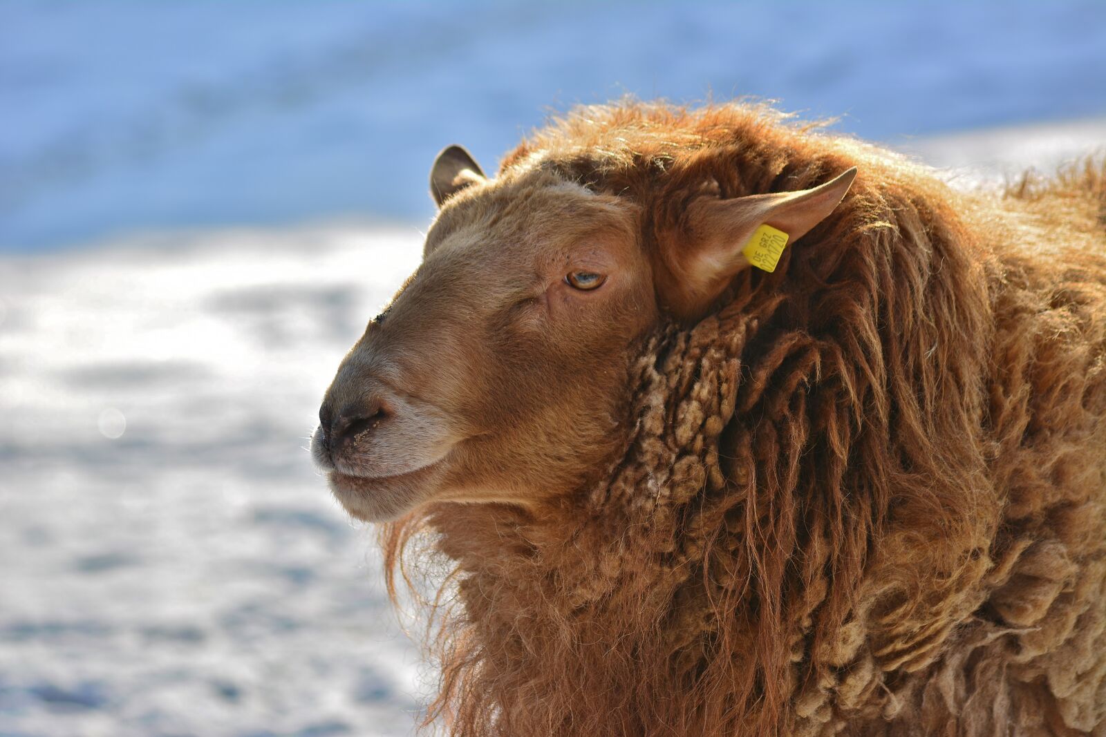 Nikon D5200 sample photo. Winter, sheep, snow photography