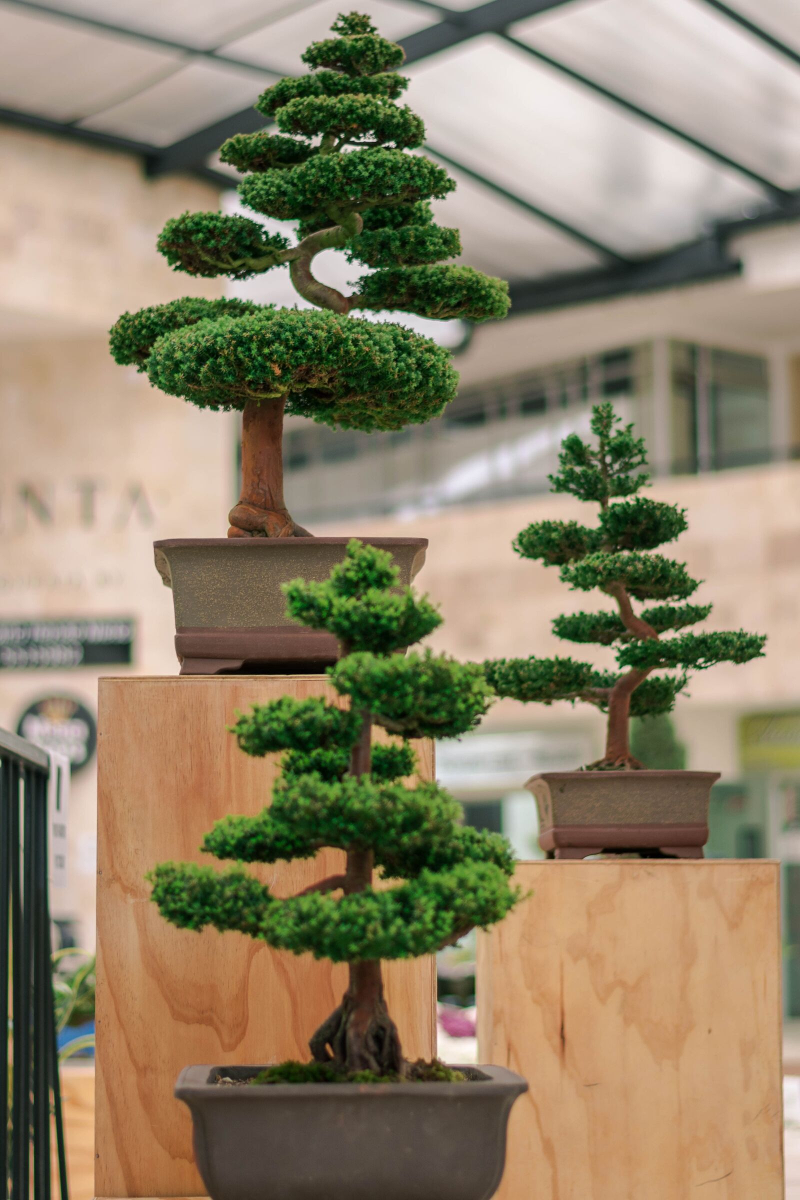 Nikon D5200 sample photo. Bonsai, trees, plant photography
