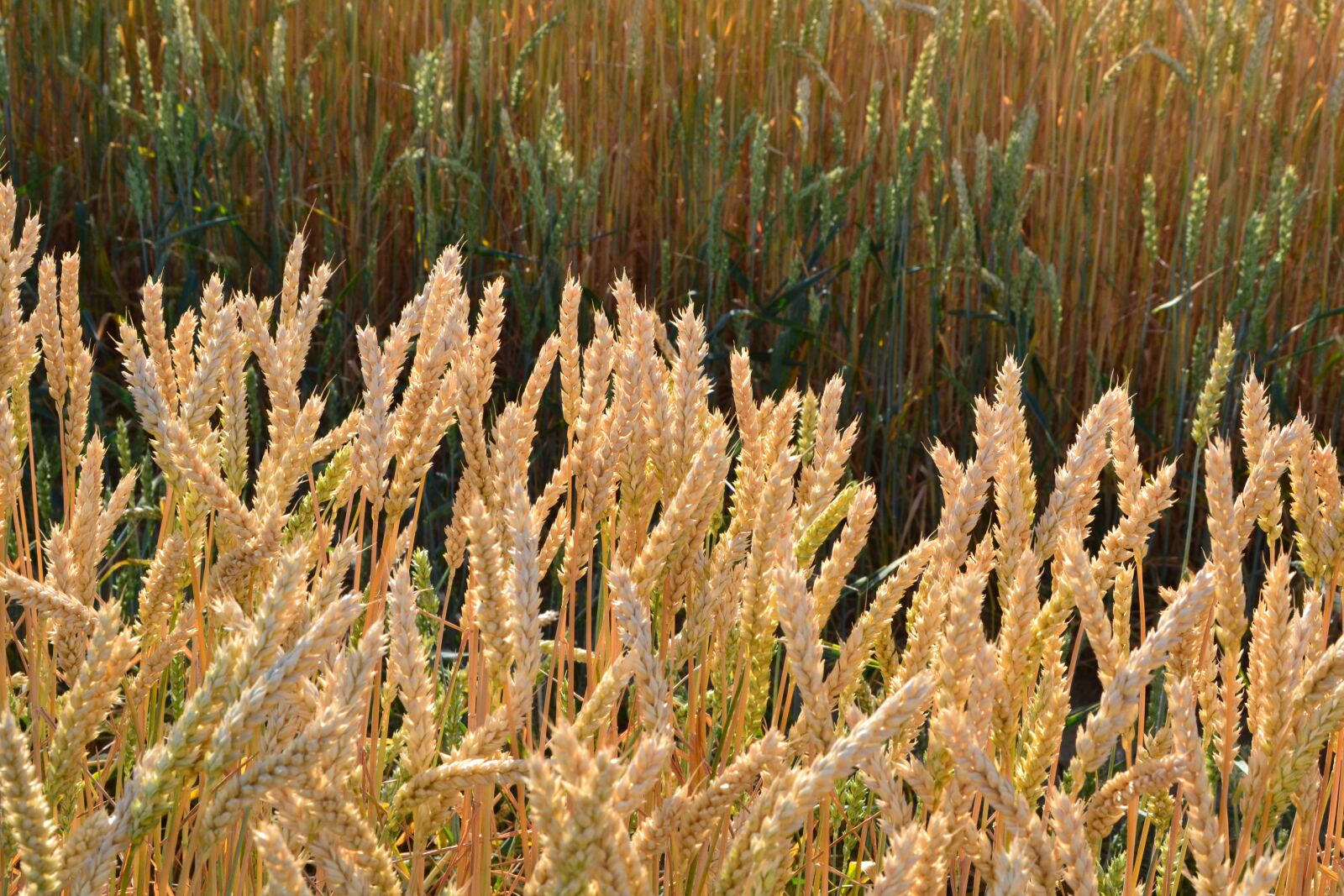 Nikon D3100 sample photo. Grain, by chaitanya k photography
