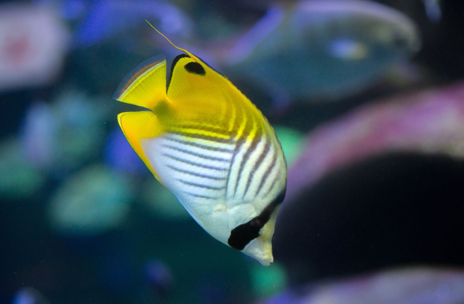 Nikon D610 sample photo. Tropical, fish, tank photography