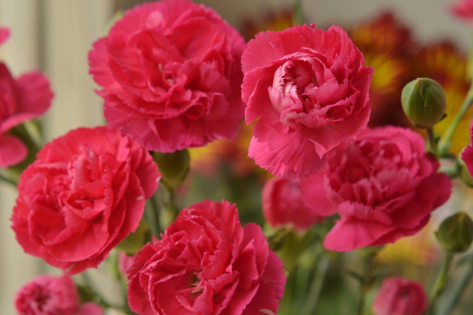 Nikon D7000 sample photo. Flowers, pink, pink flowers photography