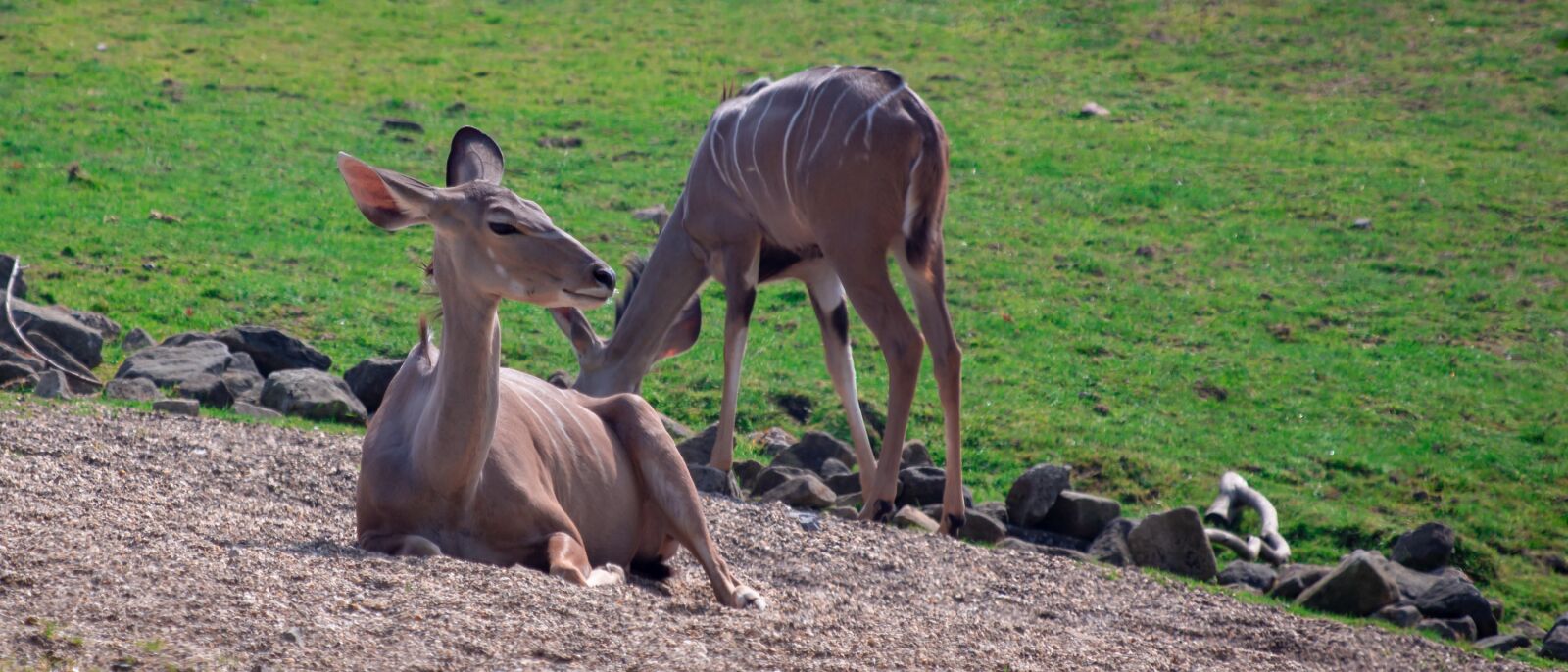 Canon EF 70-300 F4-5.6 IS II USM sample photo. Kudu, antelope, africa photography