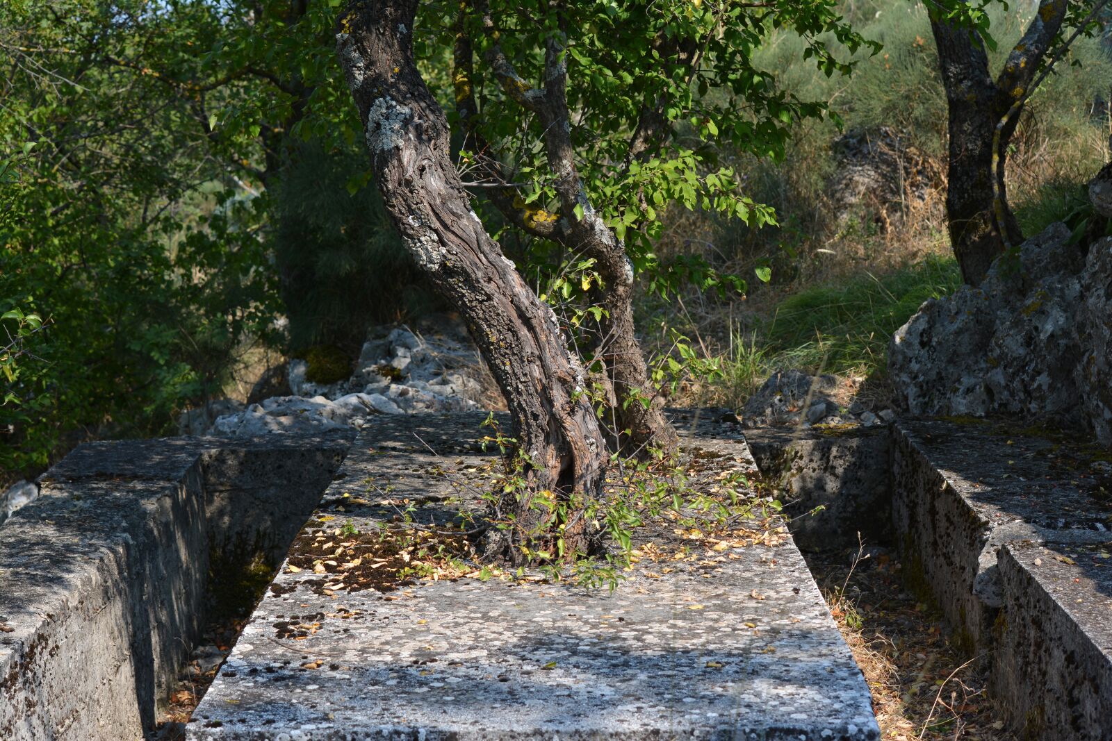 Nikon D5200 sample photo. Tree, concrete, outdoors photography