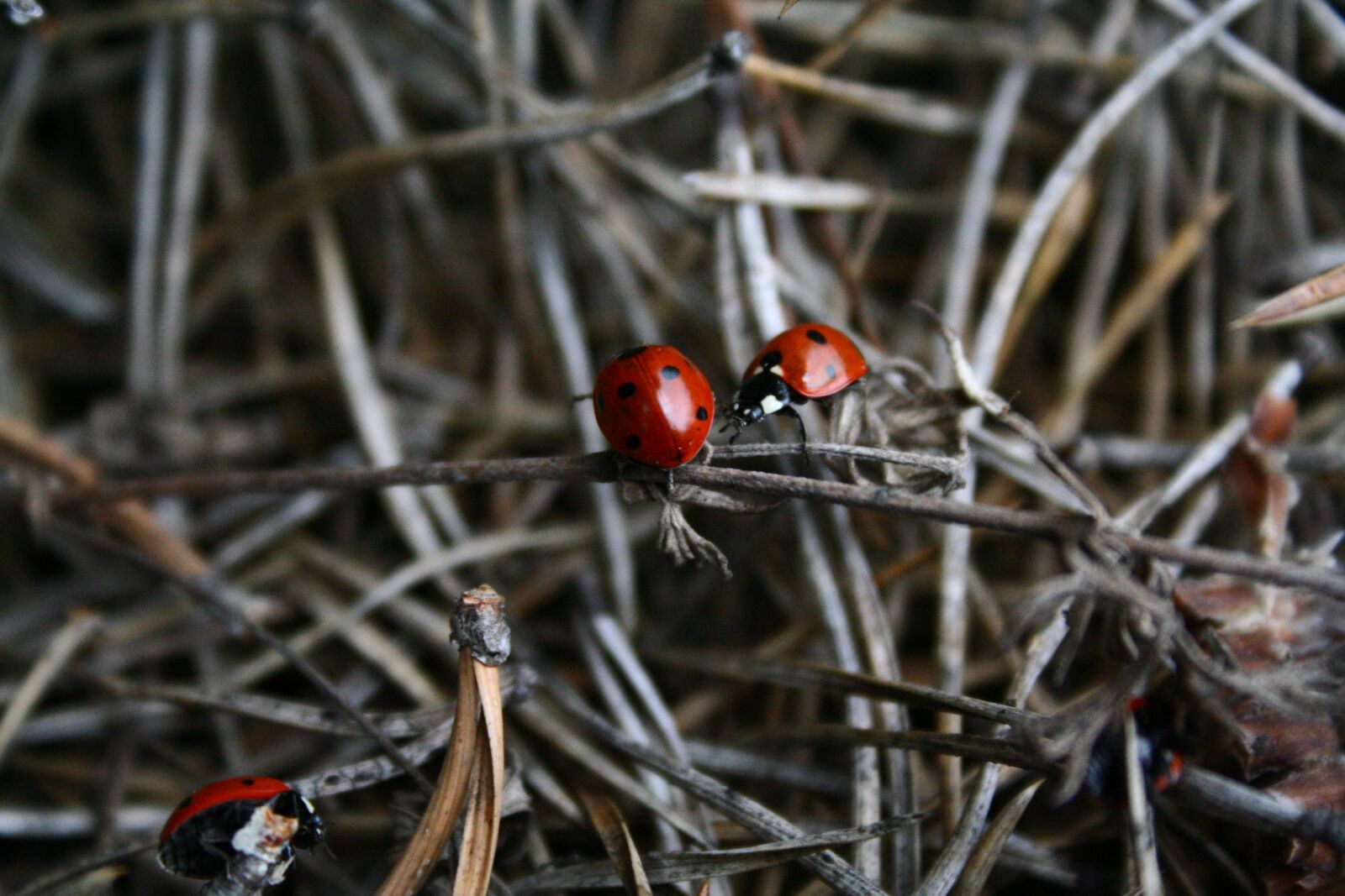 Canon EOS 350D (EOS Digital Rebel XT / EOS Kiss Digital N) sample photo. Living nature, forest, beauty photography