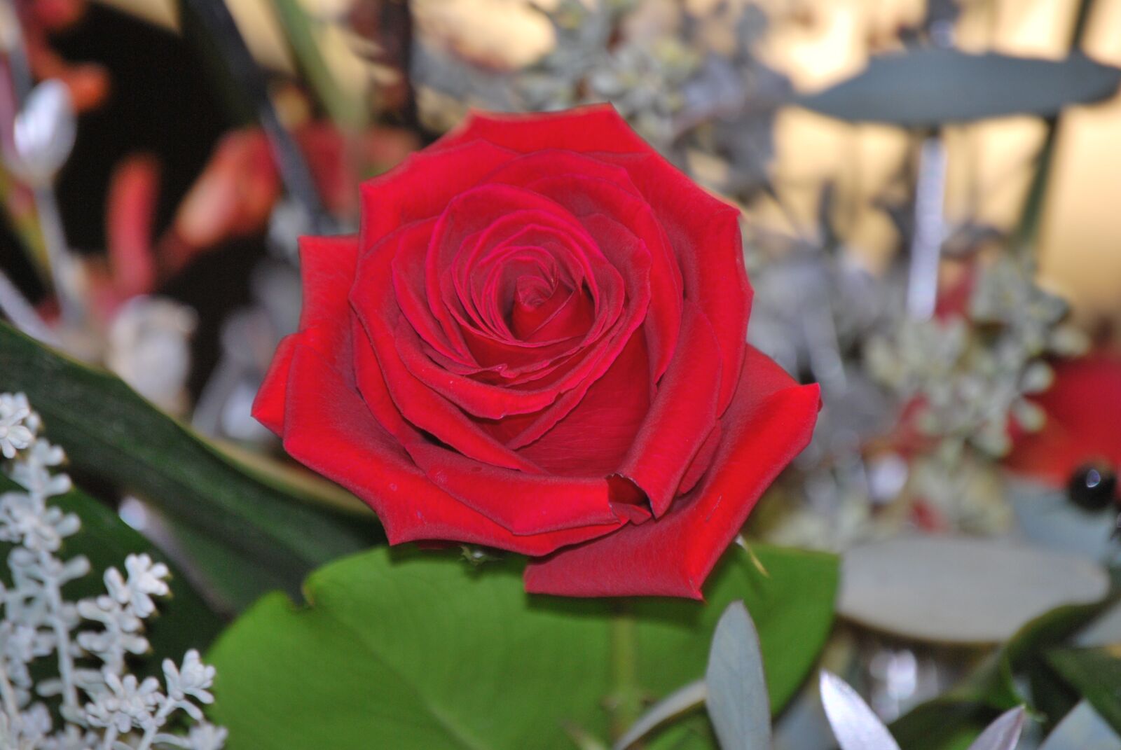 Nikon D60 sample photo. Rose, flower, red photography