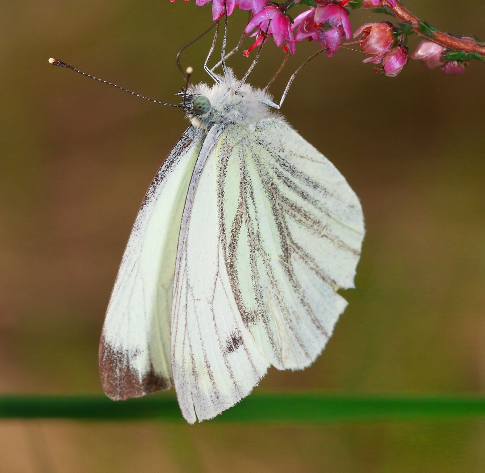 Canon EOS 100D (EOS Rebel SL1 / EOS Kiss X7) sample photo. Butterfly, nature, bug photography
