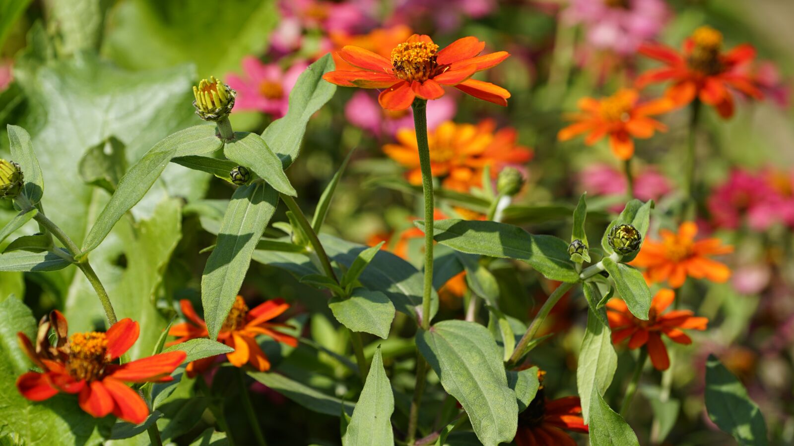 Sony a7 II + Sony FE 70-200mm F4 G OSS sample photo. Flowers, nature, plants photography