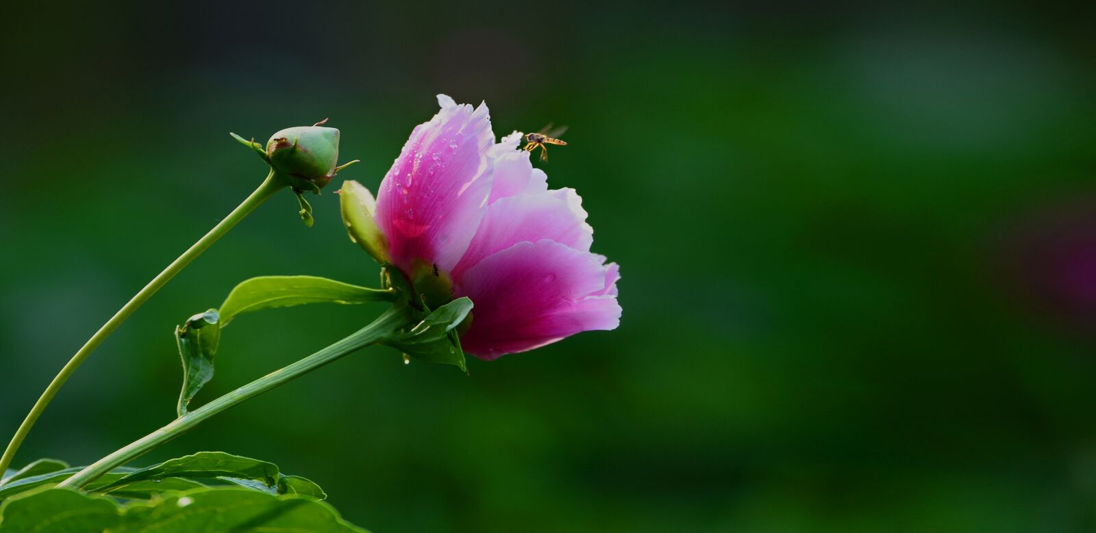 Nikon D4 sample photo. Flower, peony flowers, spring photography