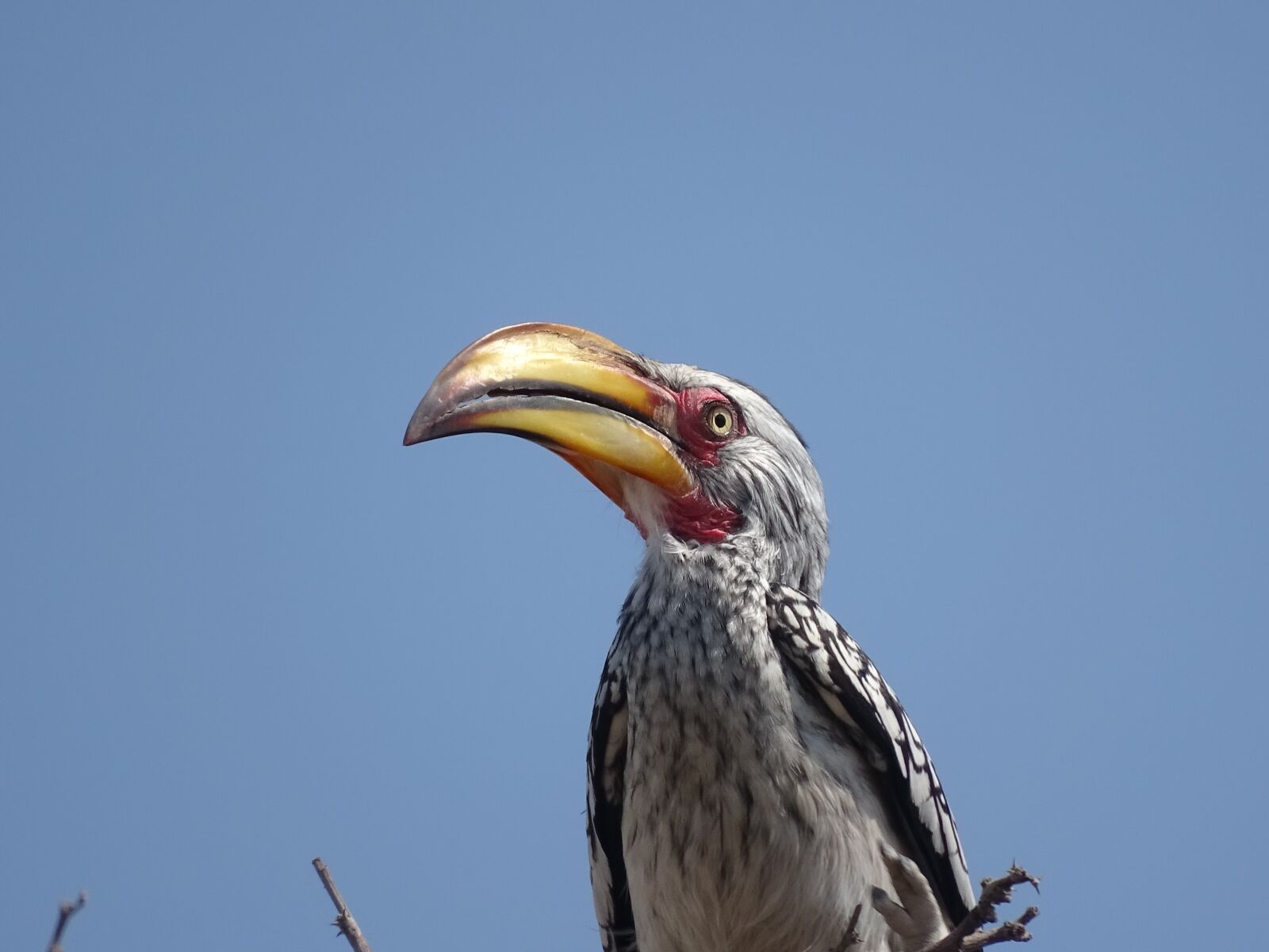 Sony Cyber-shot DSC-HX400V sample photo. Etosha, exotic bird, beak photography