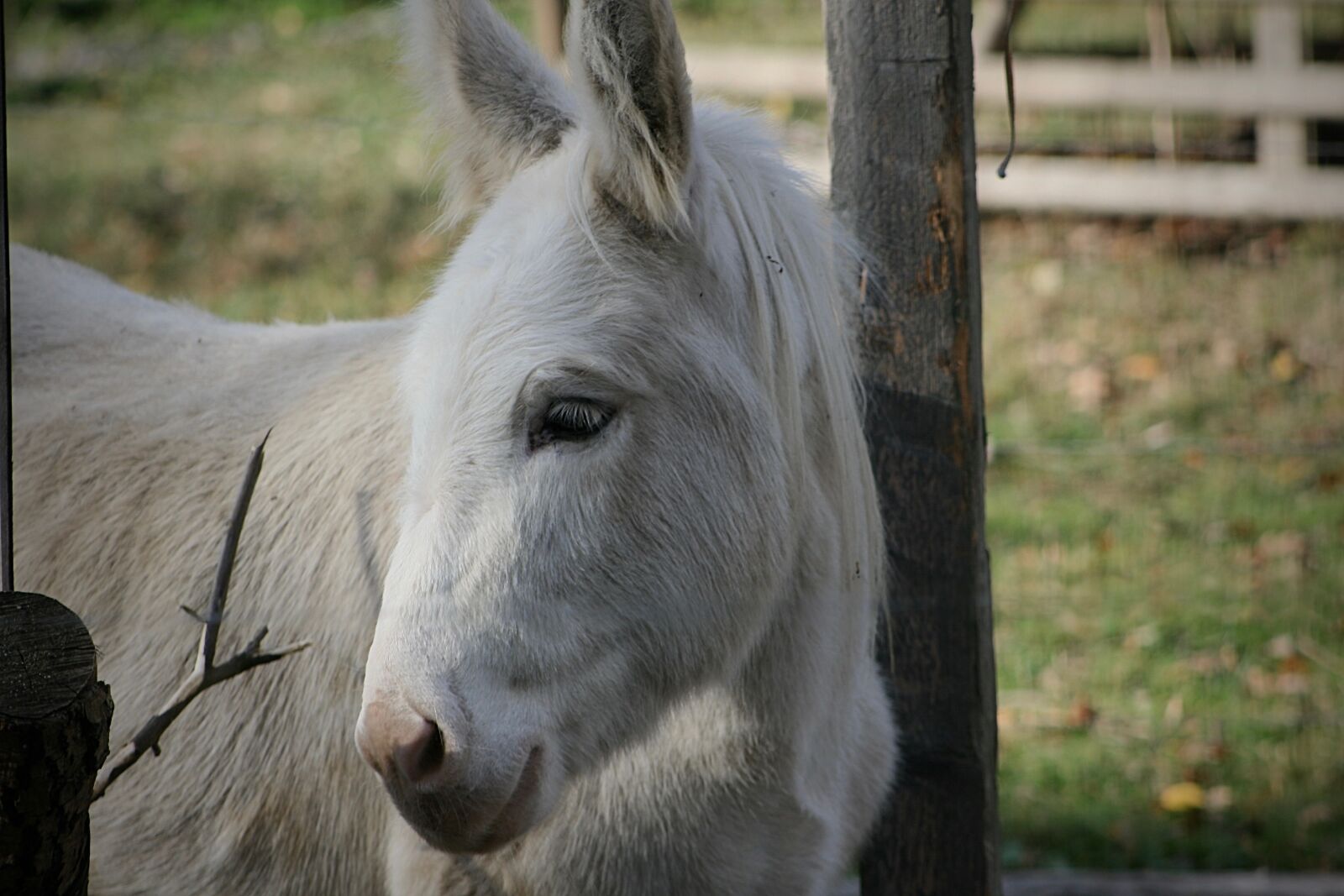Canon EOS 400D (EOS Digital Rebel XTi / EOS Kiss Digital X) sample photo. Pet, donkey, white photography