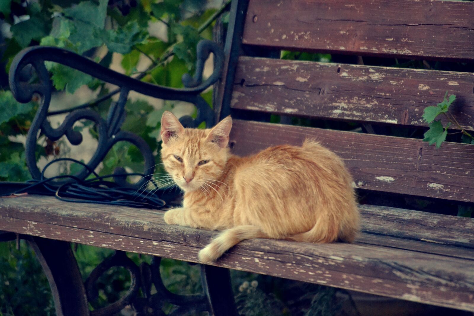 Nikon D3100 sample photo. Kitten on a bench photography