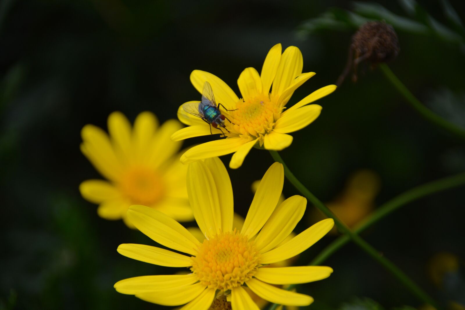 Nikon D5200 sample photo. Fly, flower, insect photography