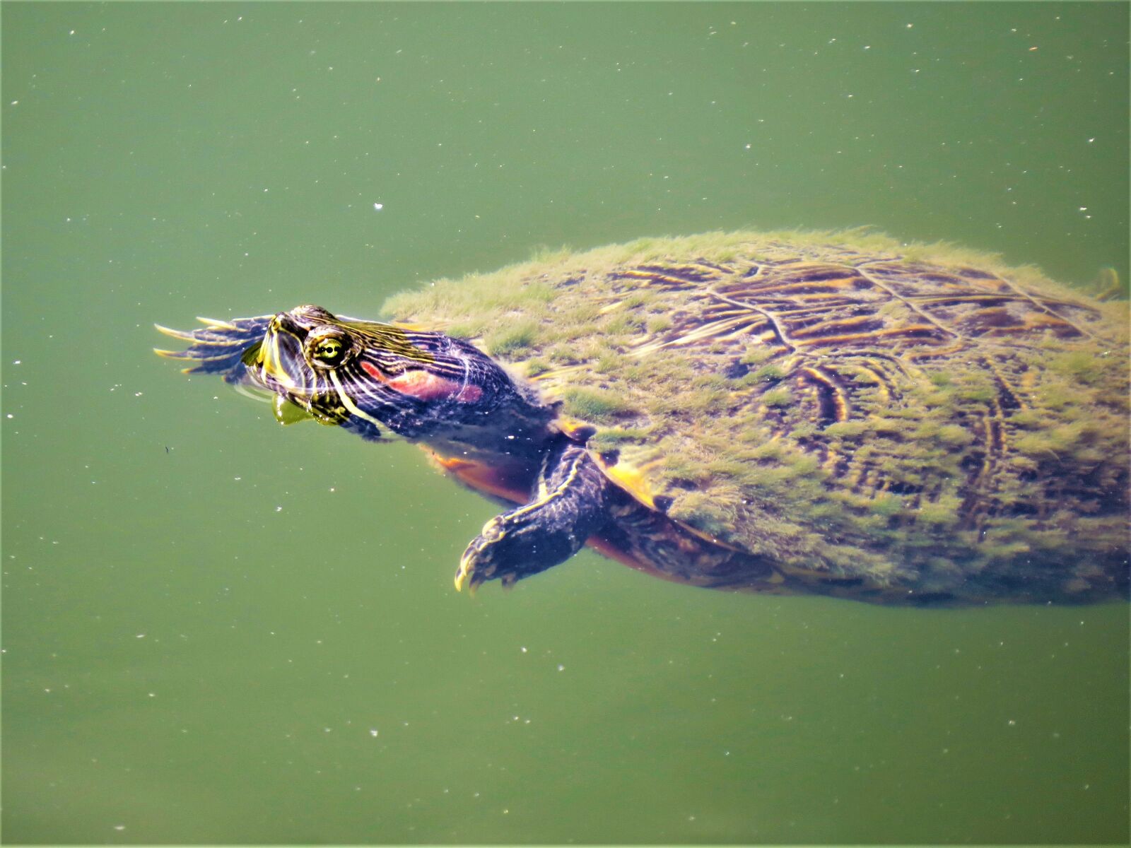 Canon PowerShot SX50 HS sample photo. Turtle, water, bright colors photography
