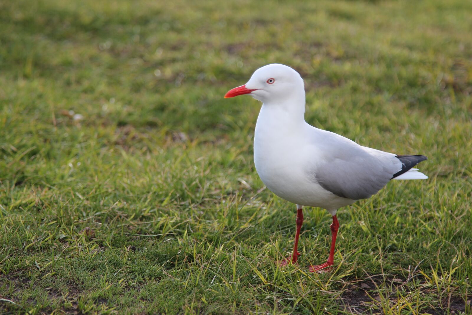 Canon EOS 550D (EOS Rebel T2i / EOS Kiss X4) sample photo. Seagull, grass, bird photography
