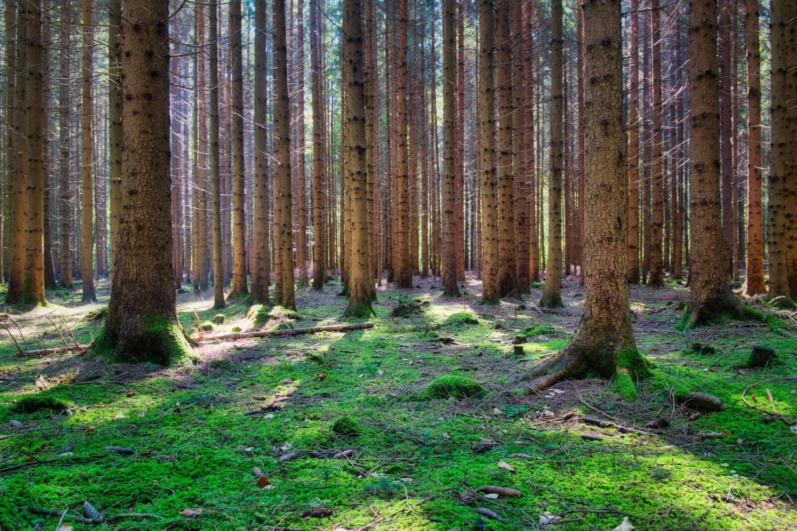 Nikon D7500 sample photo. Forest, spruce, conifer photography