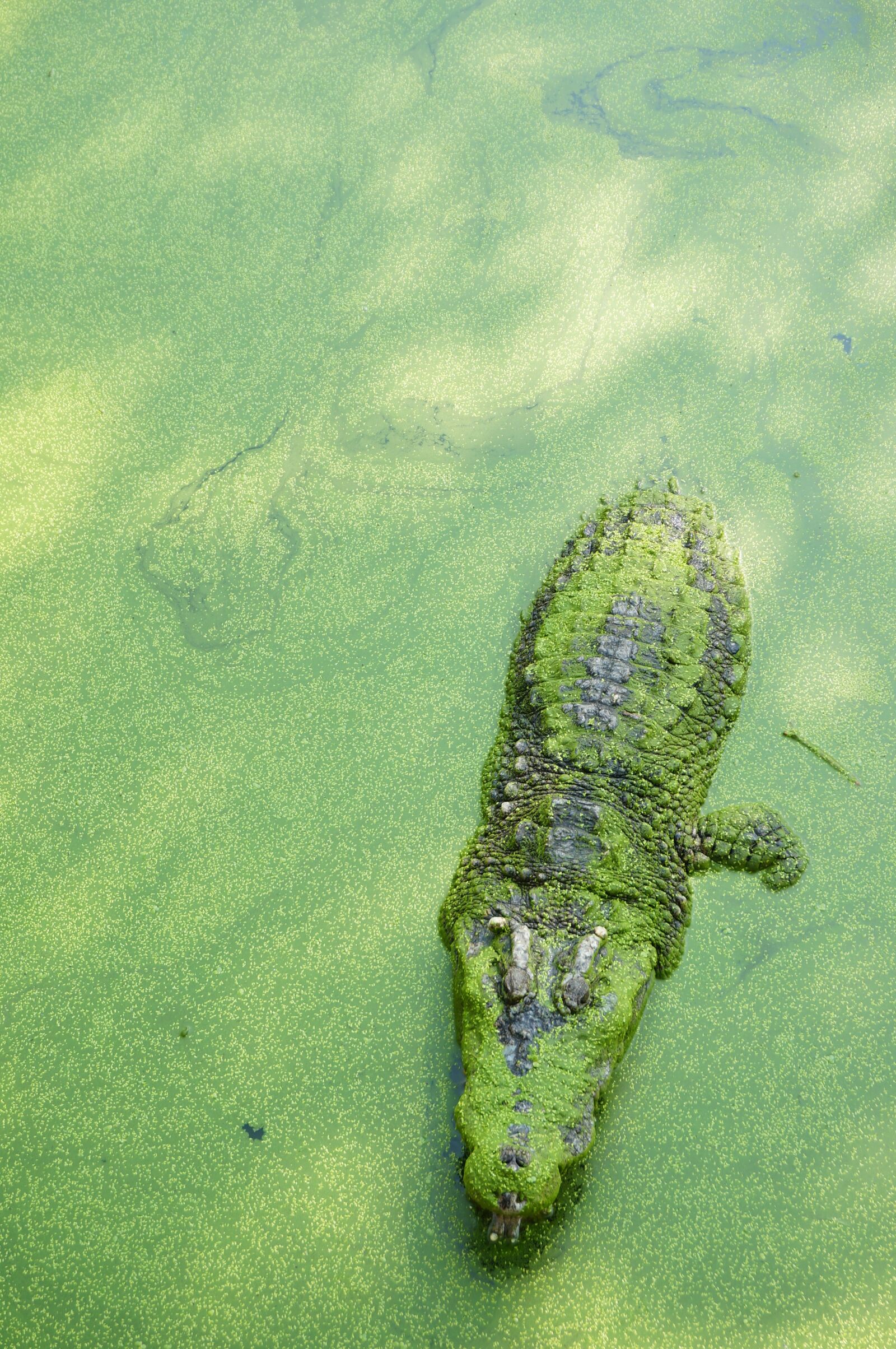 Sony Alpha NEX-6 sample photo. Crocodile, green, thailand photography