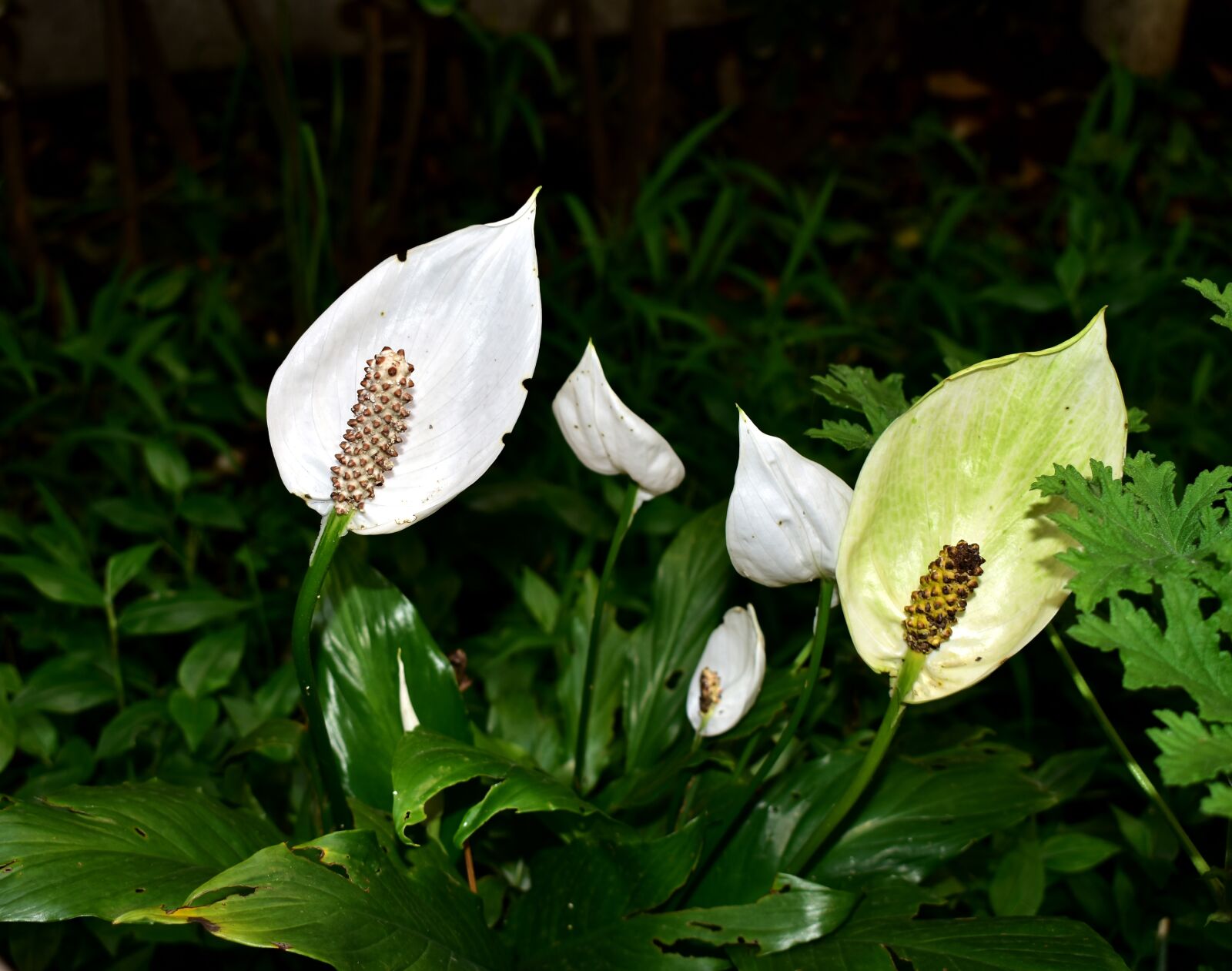 Nikon D5600 sample photo. Flower, garden, plant photography
