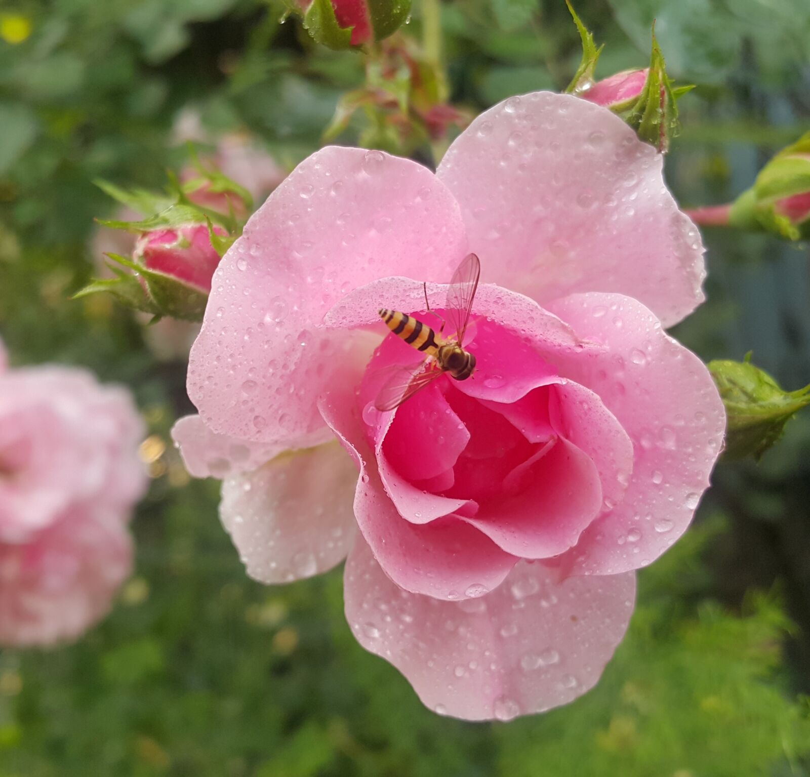 Samsung Galaxy Note4 sample photo. Rose, nature, flower photography