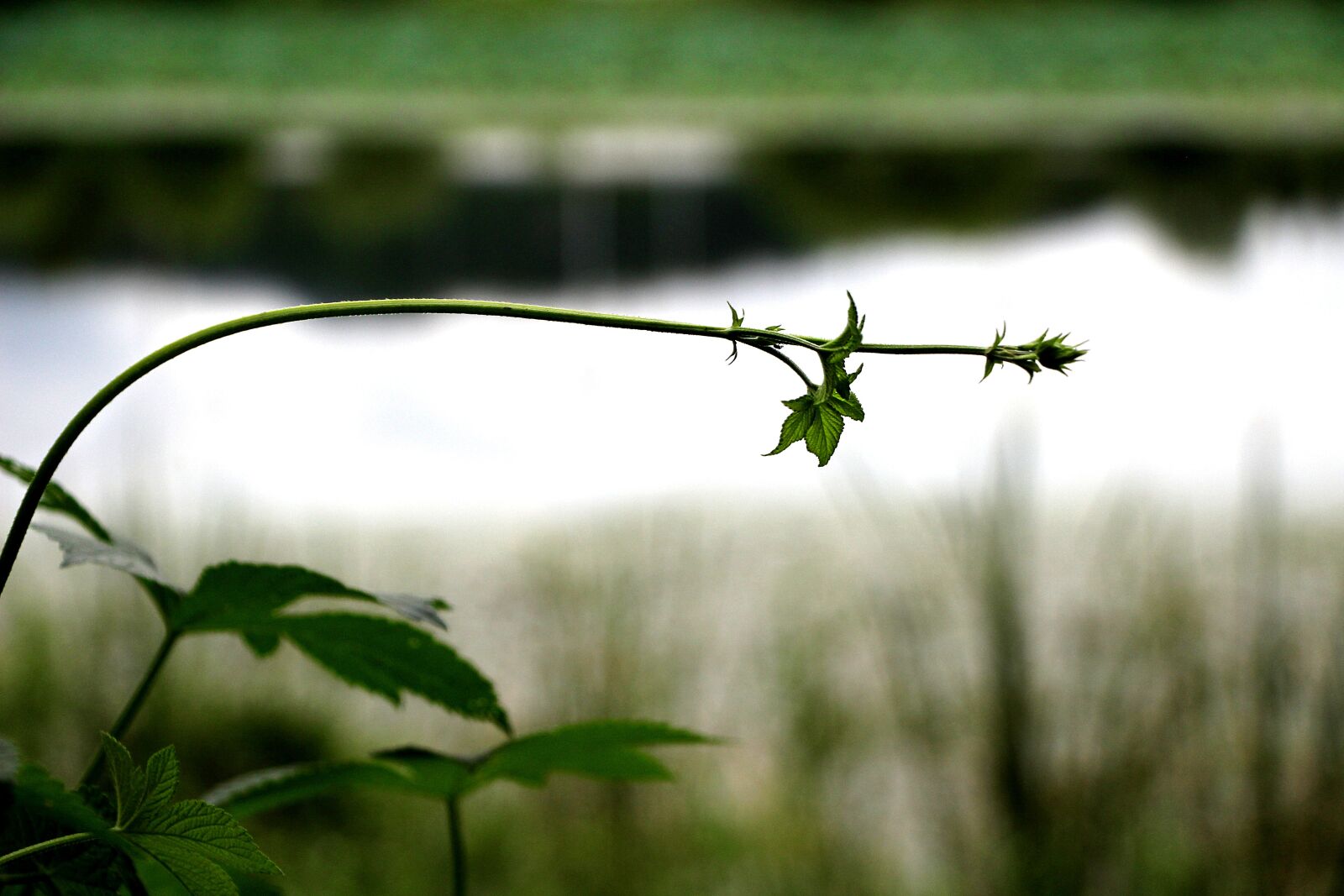 Canon EOS 100D (EOS Rebel SL1 / EOS Kiss X7) sample photo. Break, nature, scenery photography