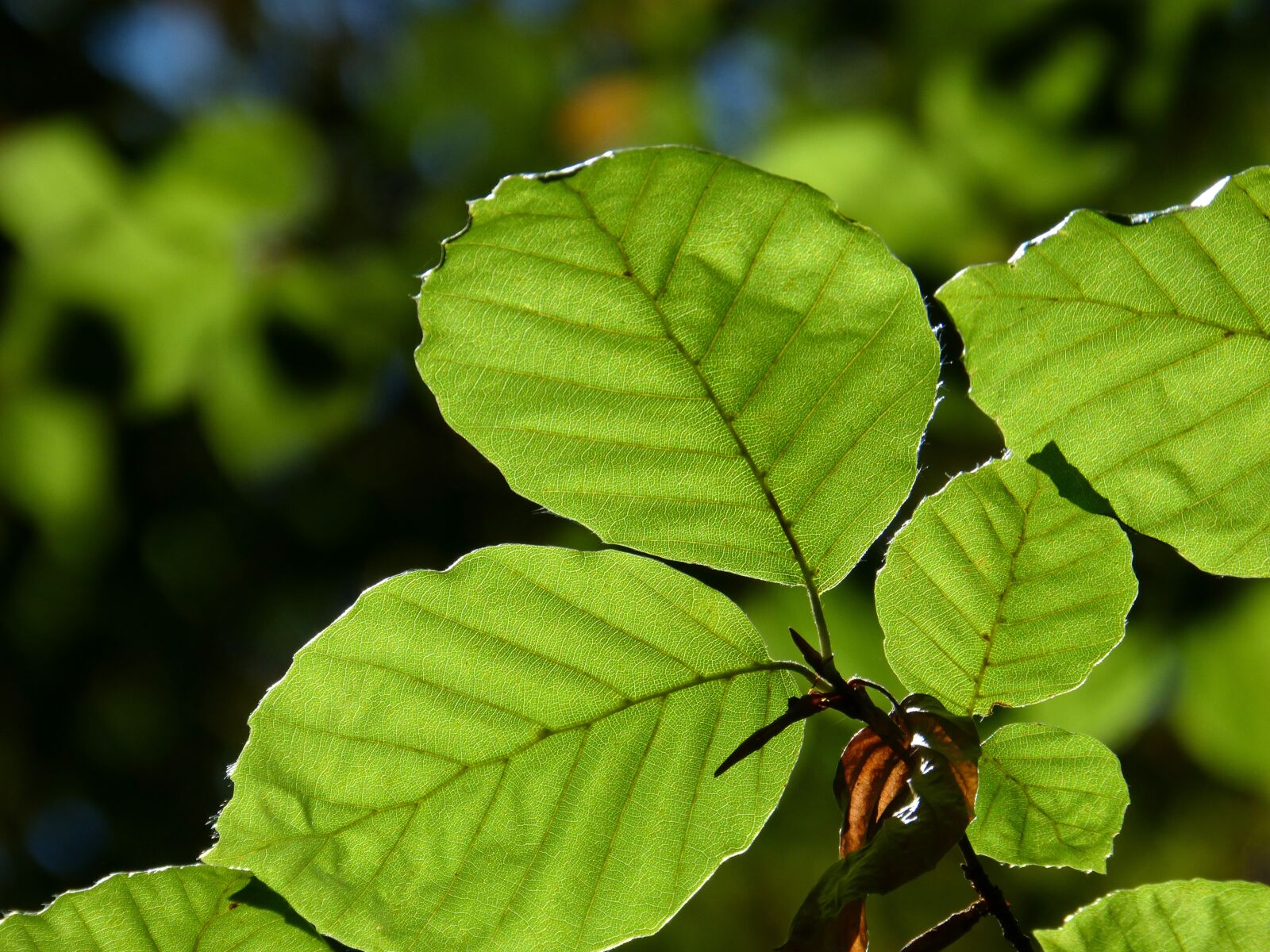 Panasonic DMC-FZ62 sample photo. Leaf, translucent, beech photography