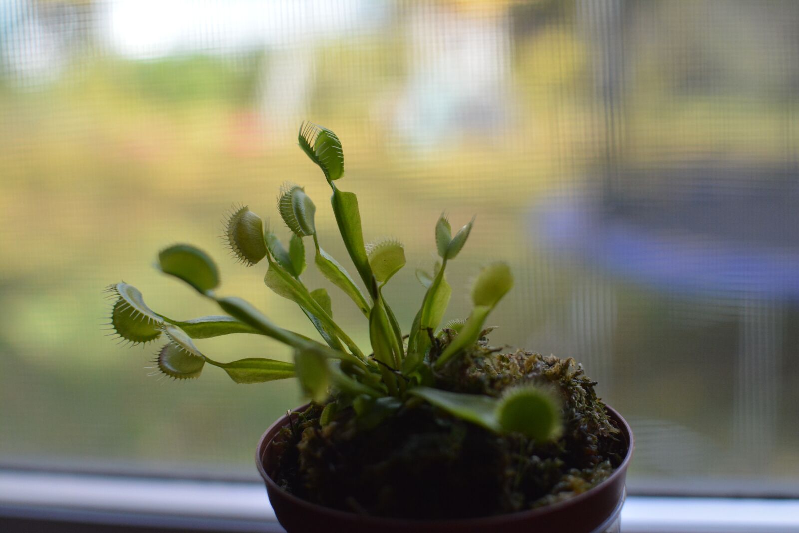 Nikon D7100 sample photo. Plant, carnivore, carnivorous photography