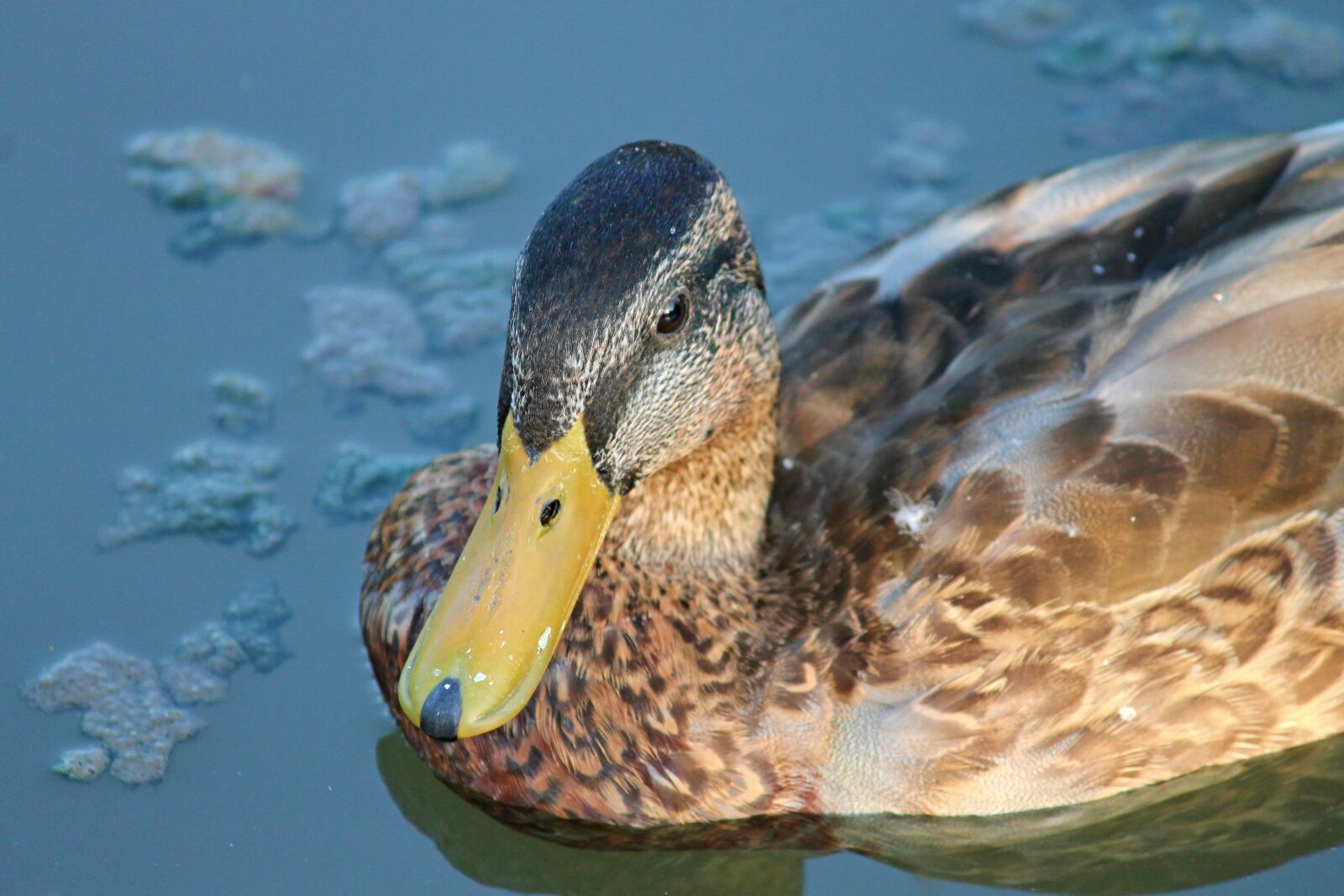Canon EOS 1100D (EOS Rebel T3 / EOS Kiss X50) sample photo. Duck, mallard, female photography